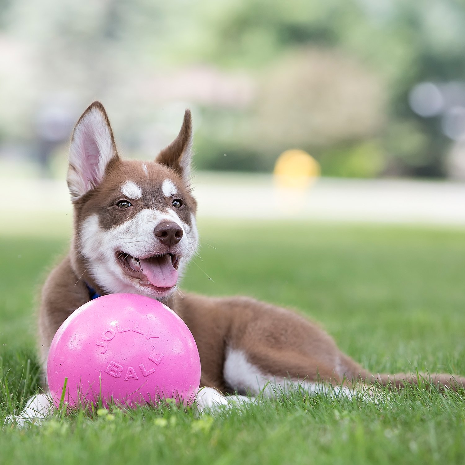 JOLLY PETS Bounce-n-Play Medium Іграшка для собак М'яч1