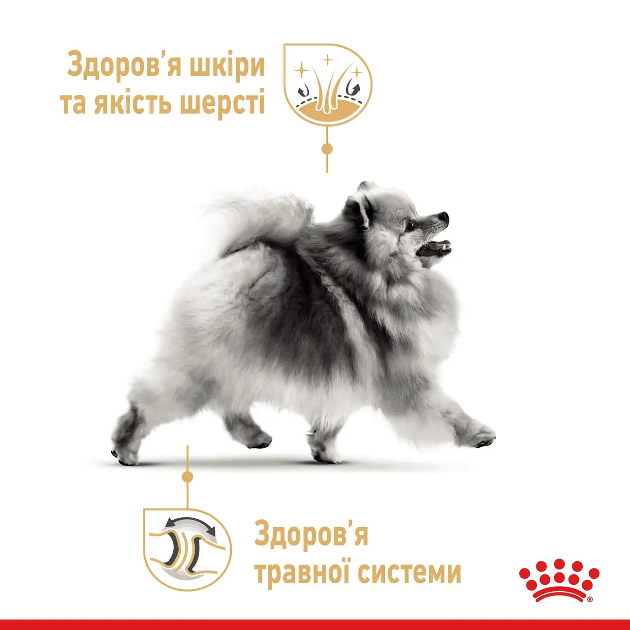 ROYAL CANIN Pomeranian Adult Вологий корм для дорослих собак породи Померанський шпіц4