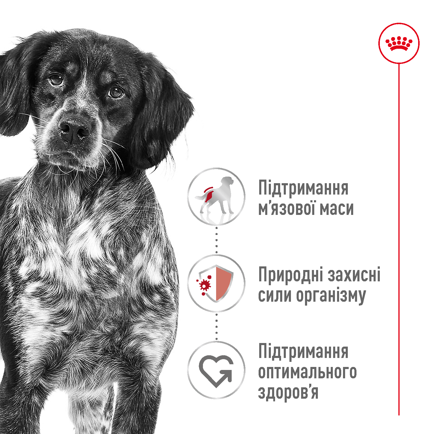 ROYAL CANIN Medium Adult Сухой корм для взрослых собак средних пород2