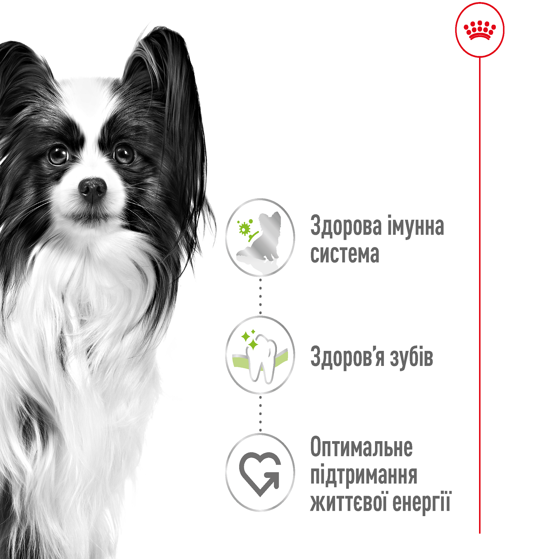 ROYAL CANIN X-Small Adult Сухий корм для дорослих собак дрібних порід1