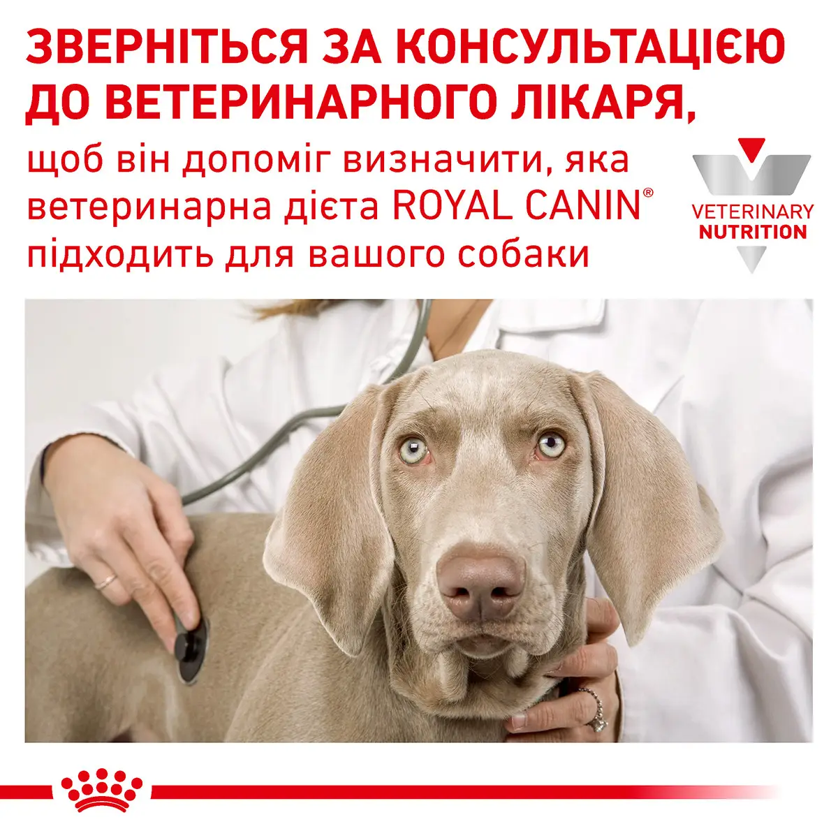 ROYAL CANIN Hypoallergenic Dog Сухий корм для собак1