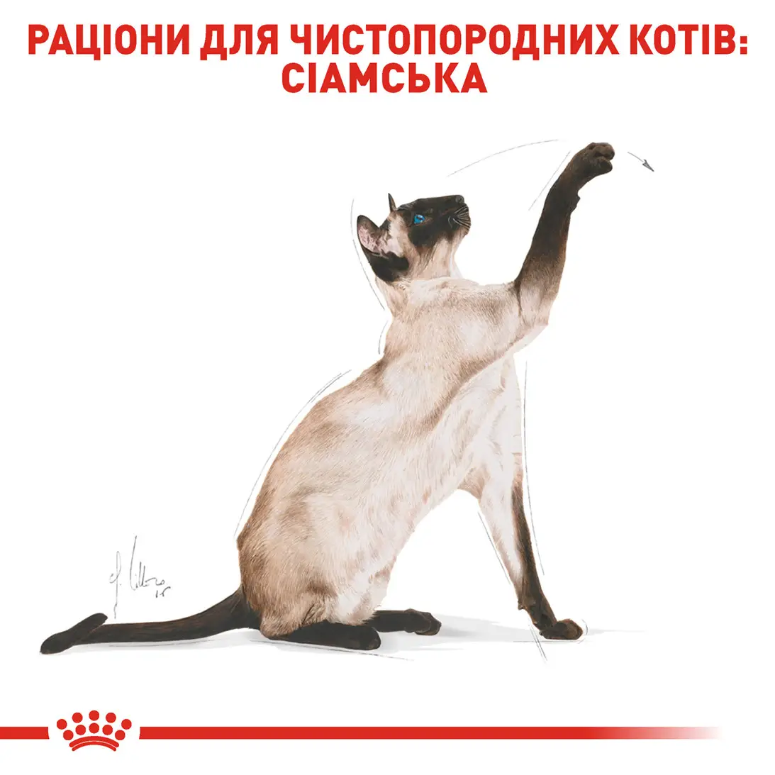 ROYAL CANIN Siamese Adult Сухой корм для взрослых котов породы Сиамская3