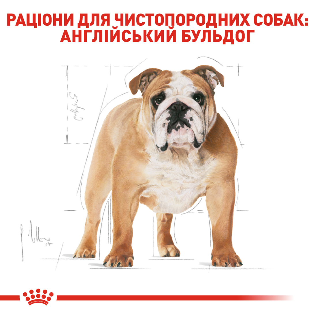 ROYAL CANIN Bulldog Adult Сухой корм для взрослых собак породы Английский бульдог6