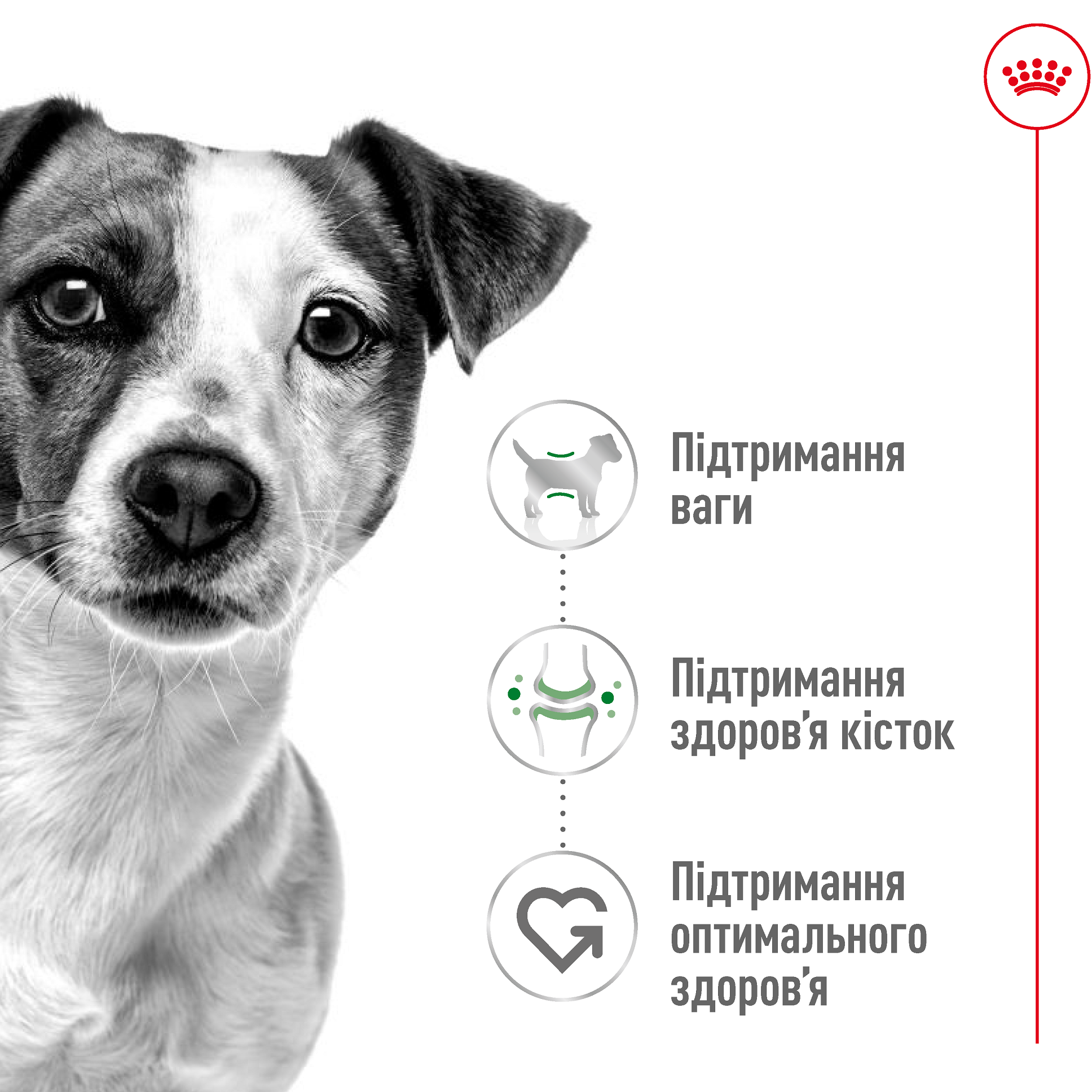 ROYAL CANIN Mini Adult Вологий корм для дорослих собак дрібних порід1