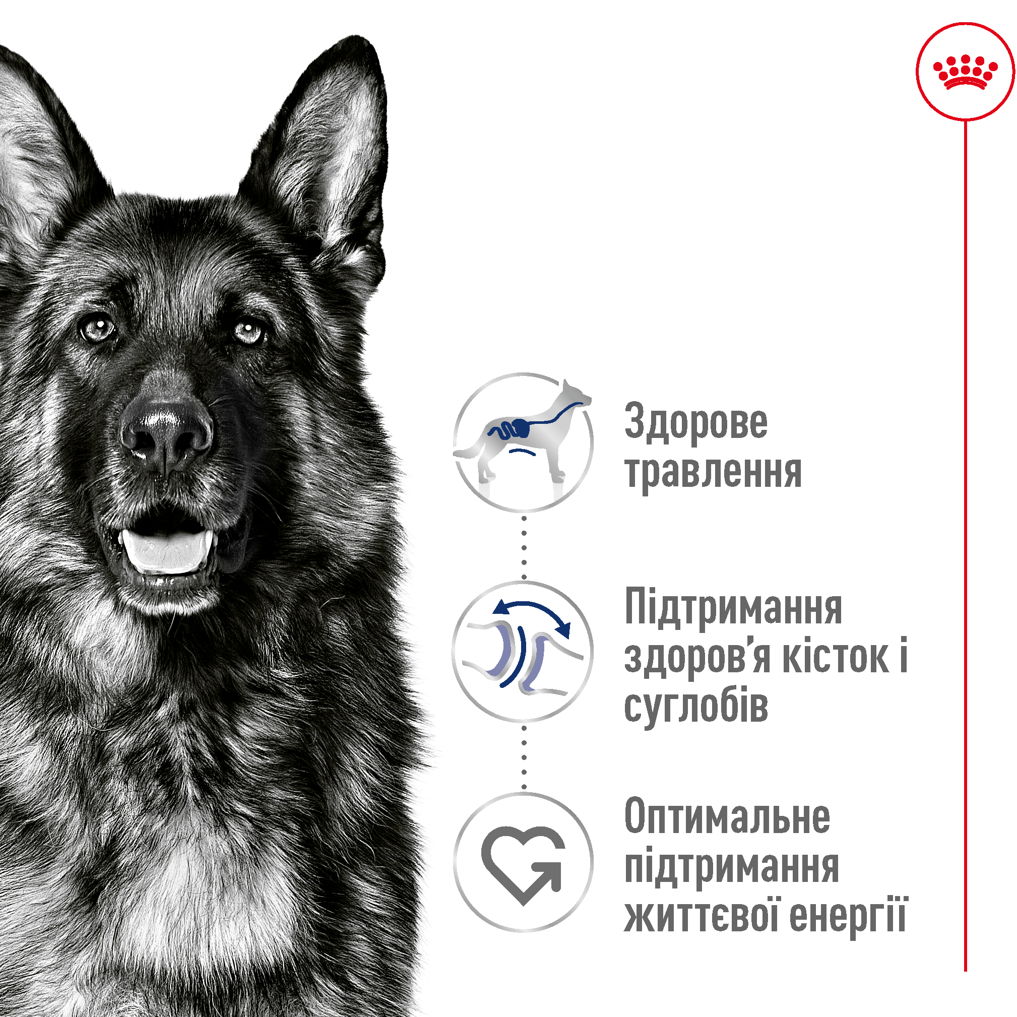 ROYAL CANIN Maxi Adult 4 Сухий корм для дорослих собак великих порід1