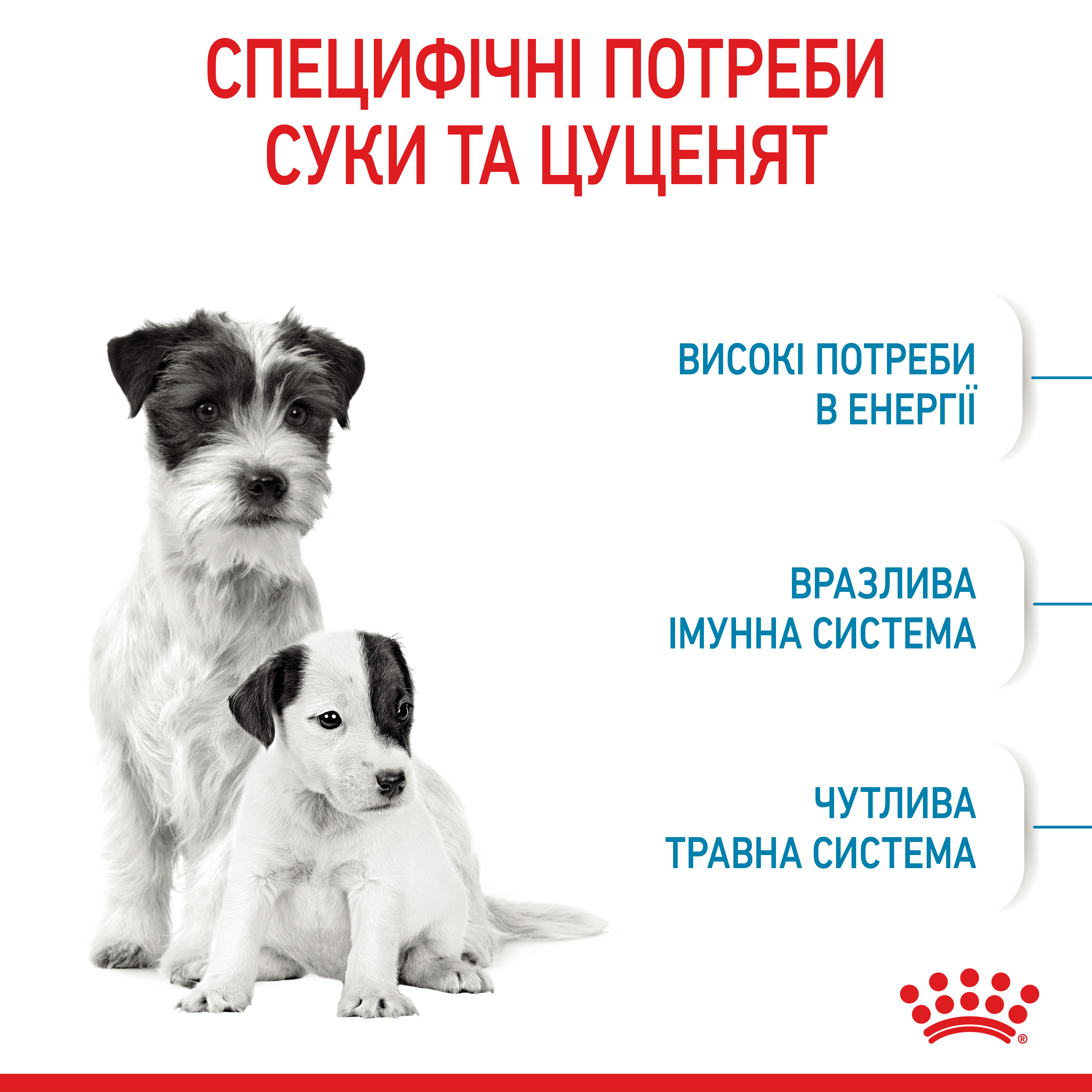 ROYAL CANIN Mini Starter Сухой корм для кормящих собак и щенков мини пород2