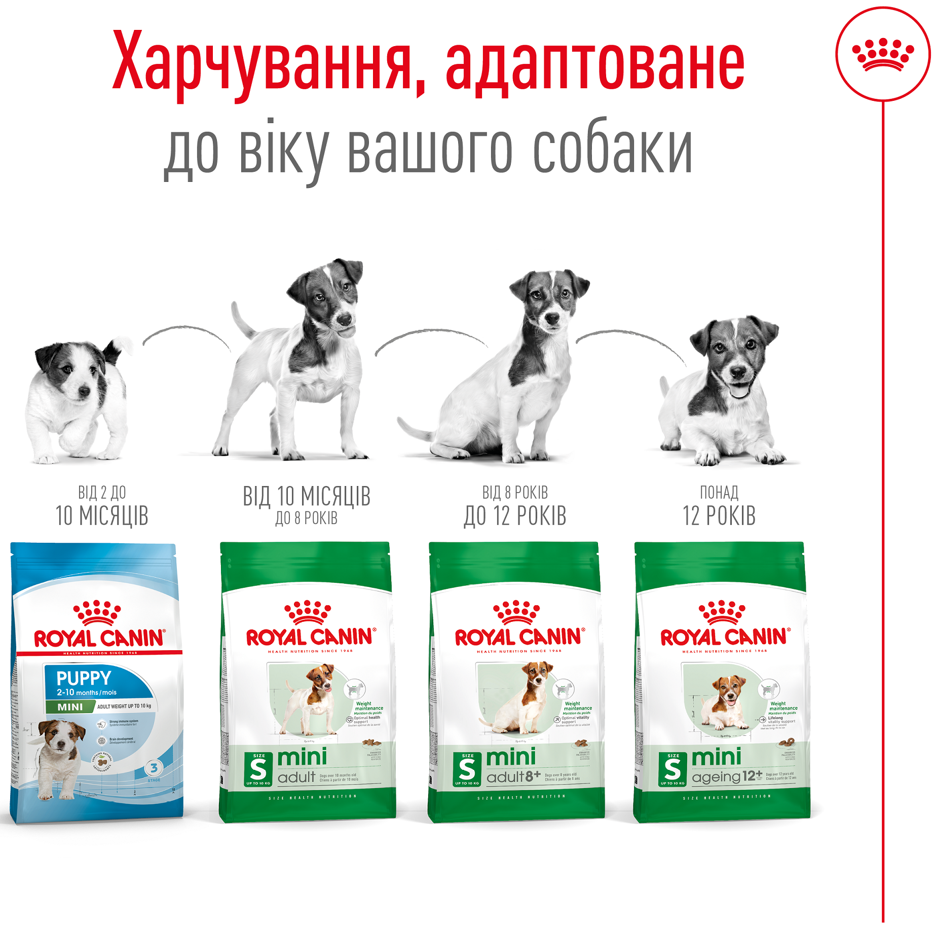 ROYAL CANIN Mini Adult Сухий корм для дорослих собак дрібних порід5