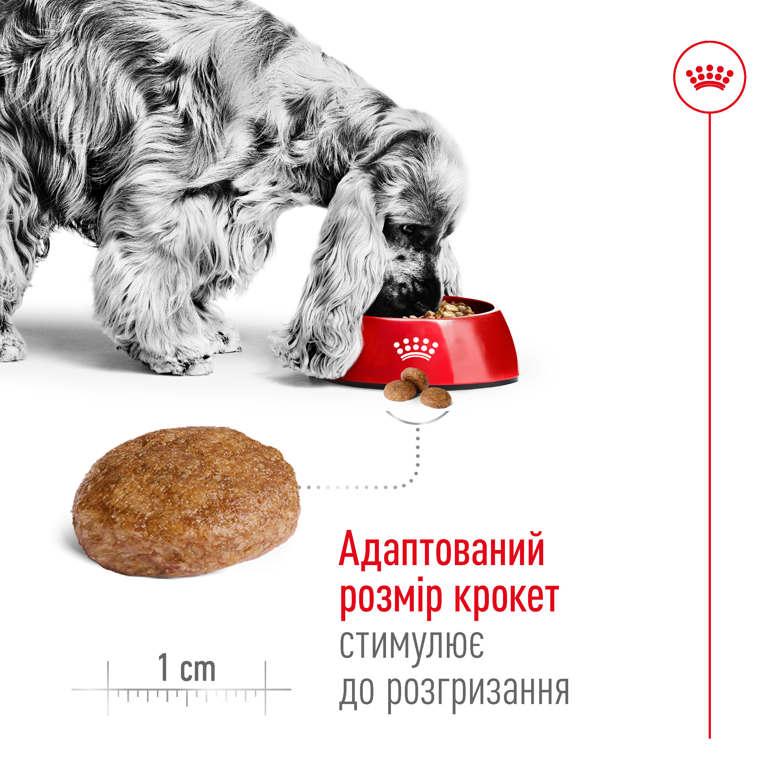 ROYAL CANIN Medium Adult 7+ Сухой корм для собак средних пород старше 7 лет1