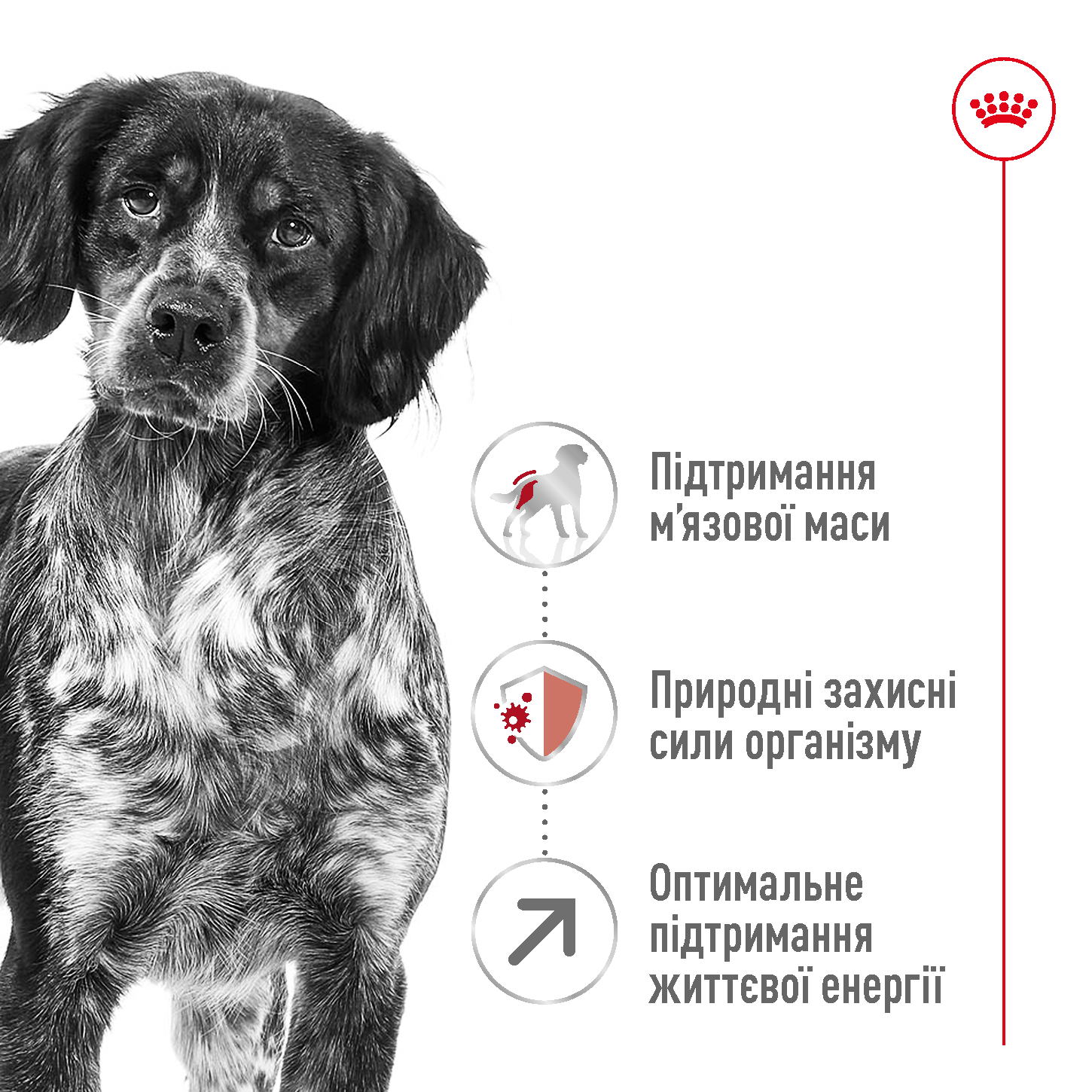 ROYAL CANIN Medium Adult 7 + Сухий корм для собак середніх порід старше 7 років2