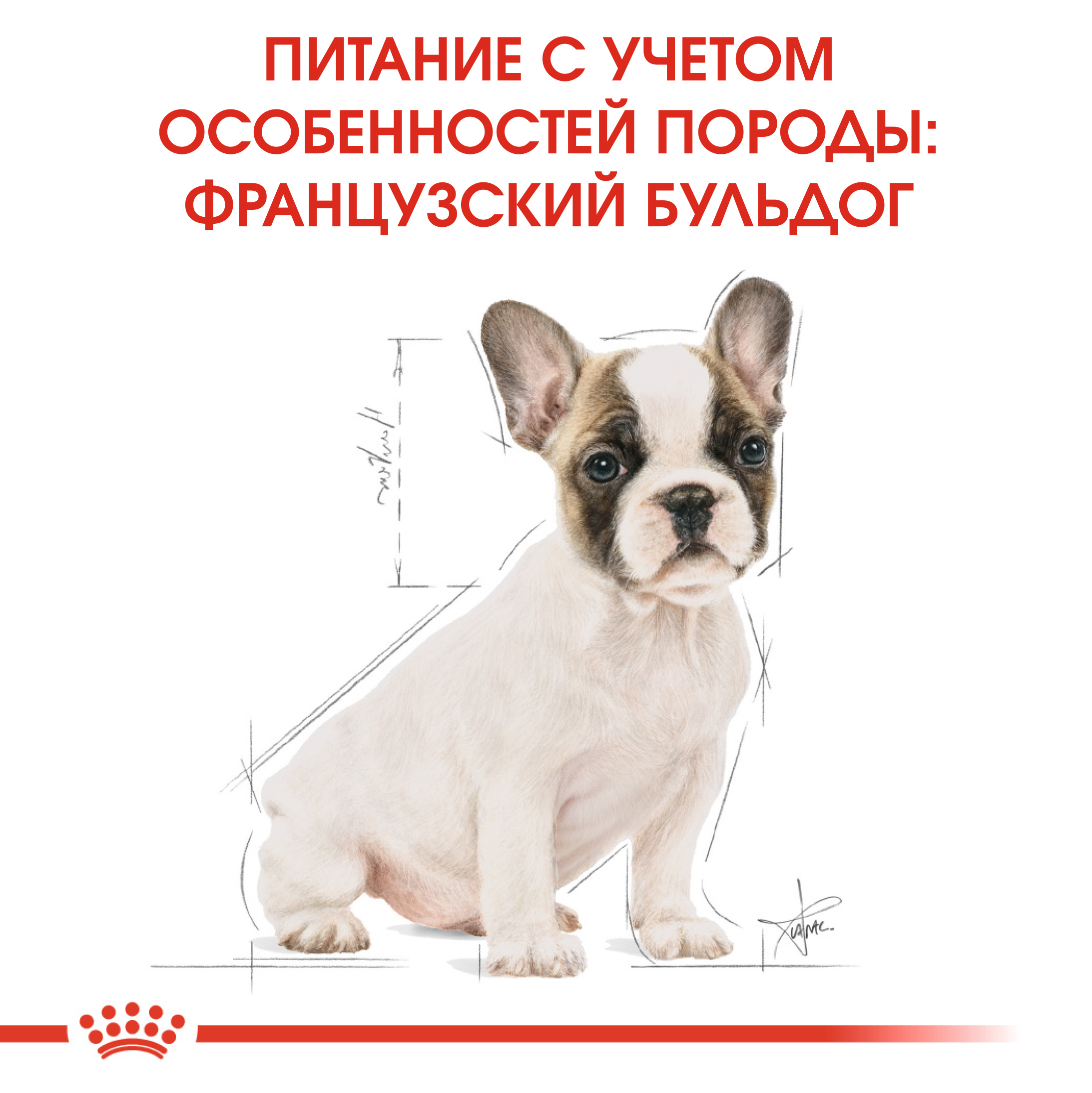 ROYAL CANIN French Bulldog Puppy Сухой корм для щенков породы Французский бульдог6