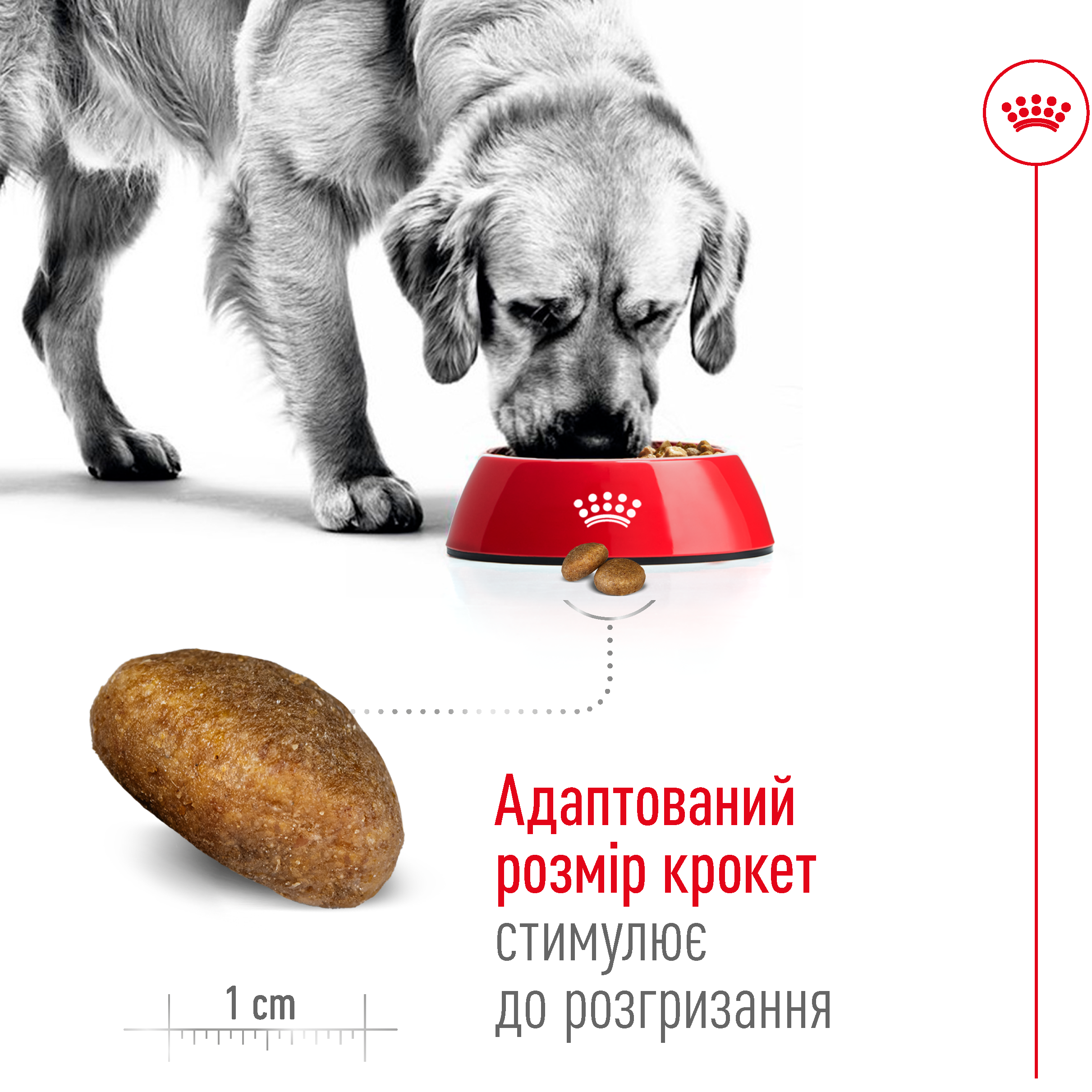 ROYAL CANIN Maxi Adult 4 Сухой корм для взрослых собак больших пород2