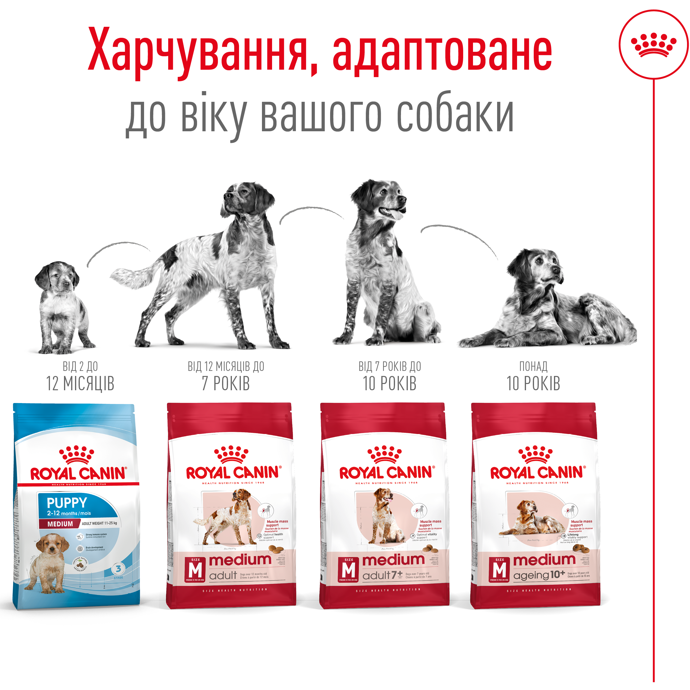 ROYAL CANIN Medium Adult Сухой корм для взрослых собак средних пород4