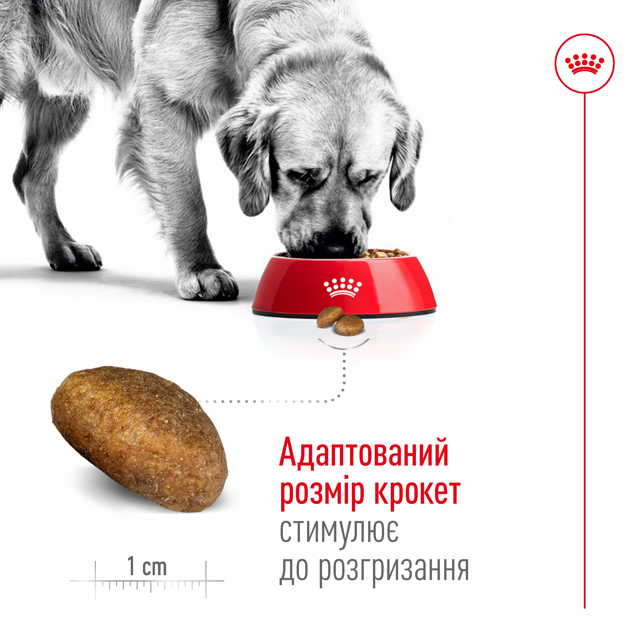 ROYAL CANIN Maxi Adult 5+ Сухий корм для собак великих порід старше 5 років2