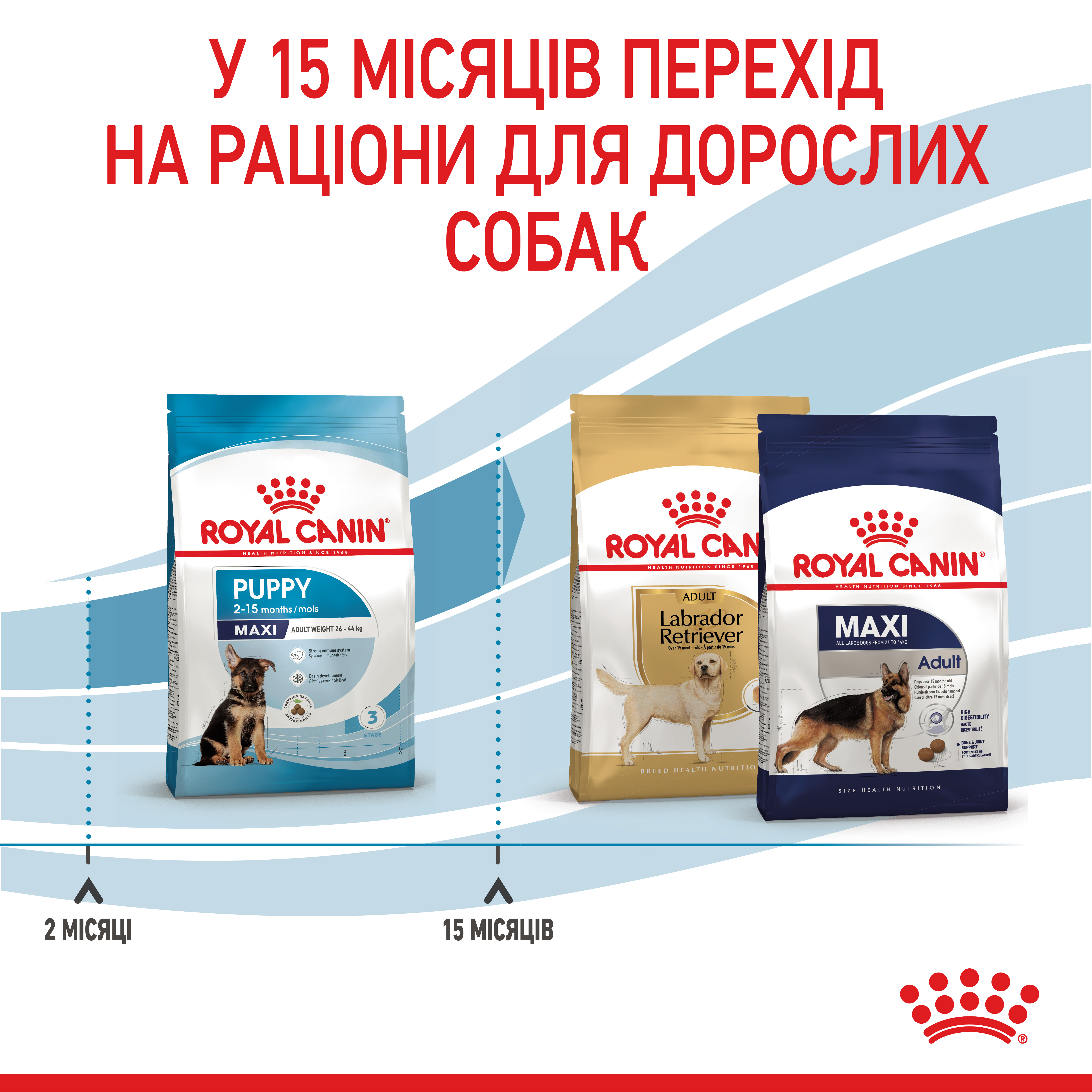 ROYAL CANIN Maxi Puppy Сухий корм для цуценят великих порід1