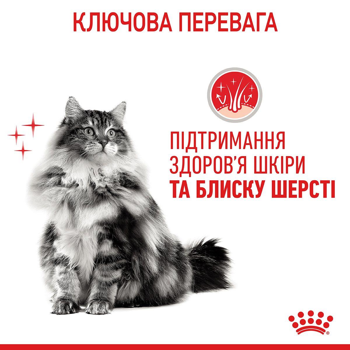 ROYAL CANIN Hair&Skin Care Сухий корм для підтримки здоров’я шкіри та блиску шерсті у котів4