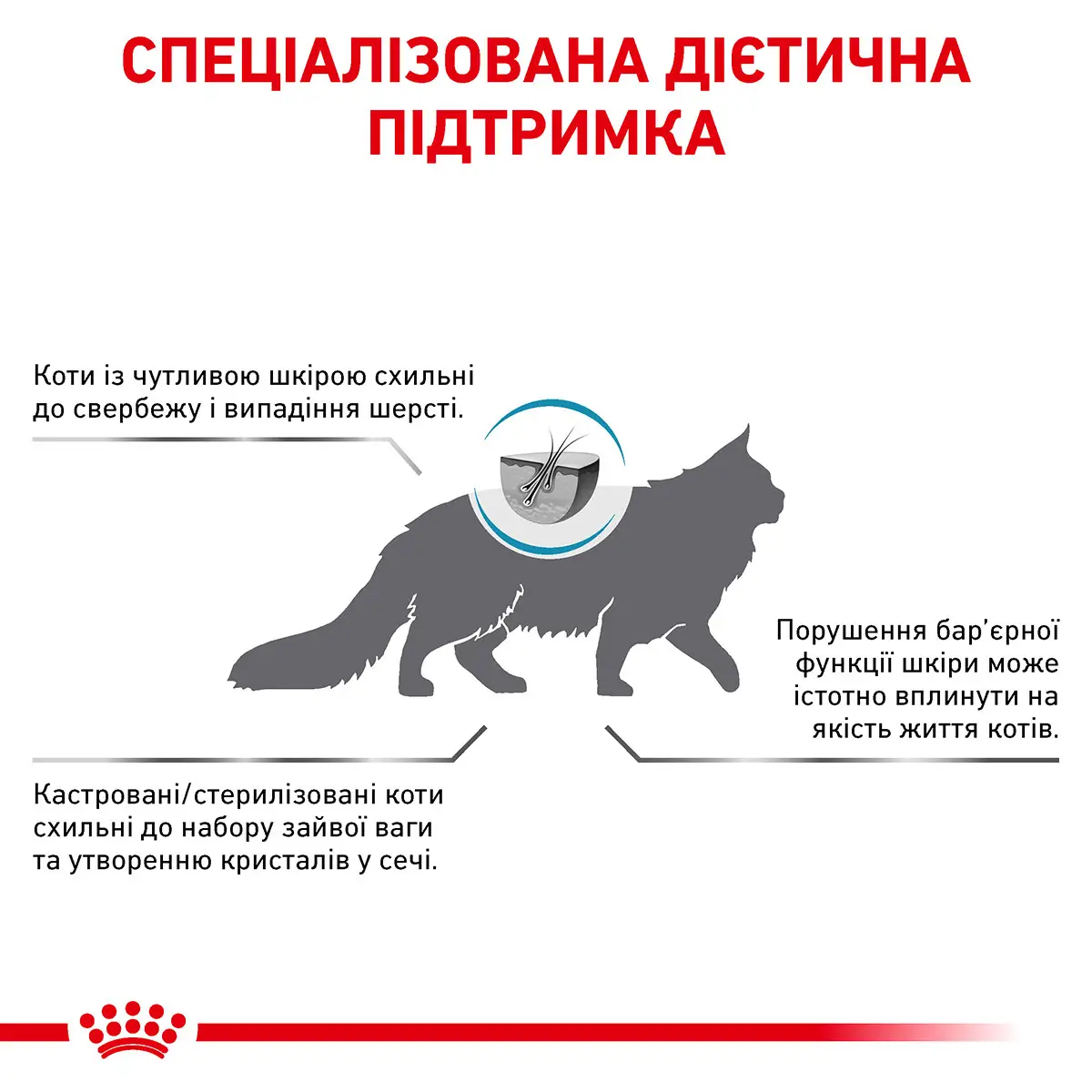 ROYAL CANIN Skin&Coat Cat Сухий корм для дорослих котів1