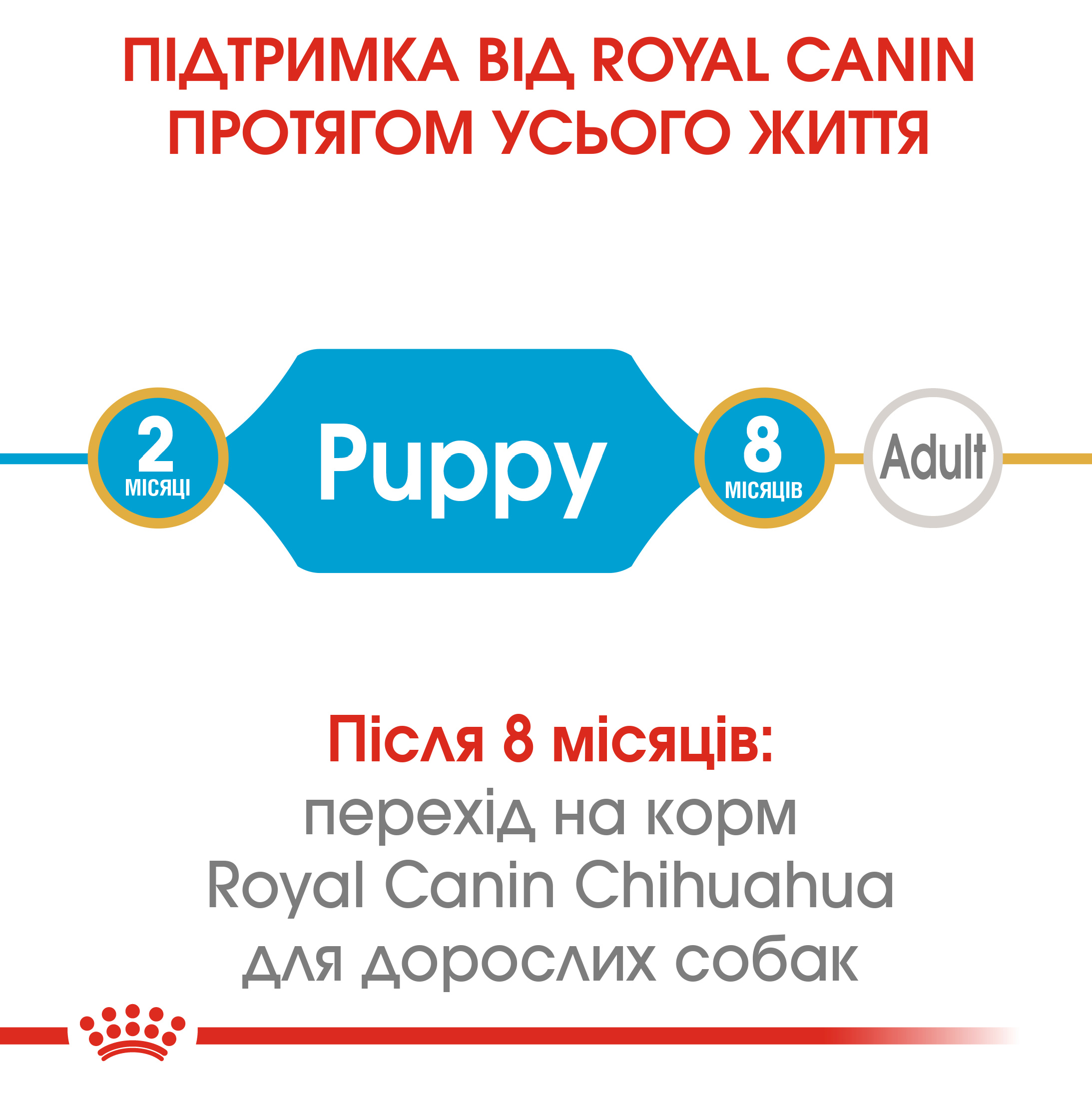 ROYAL CANIN Chihuahua Puppy Сухий корм для цуценят породи чихуахуа2