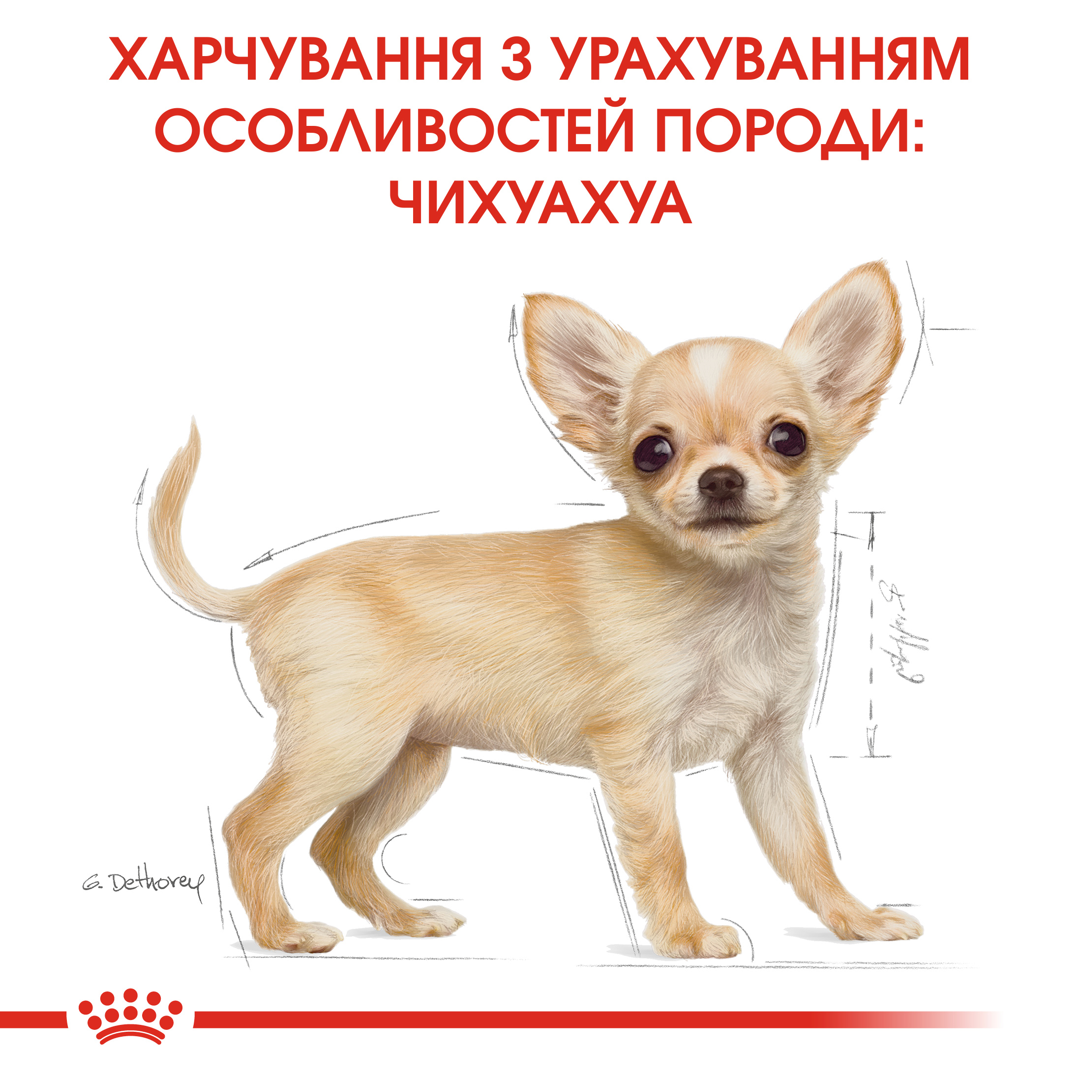 ROYAL CANIN Chihuahua Puppy Сухой корм для щенков породы чихуахуа7