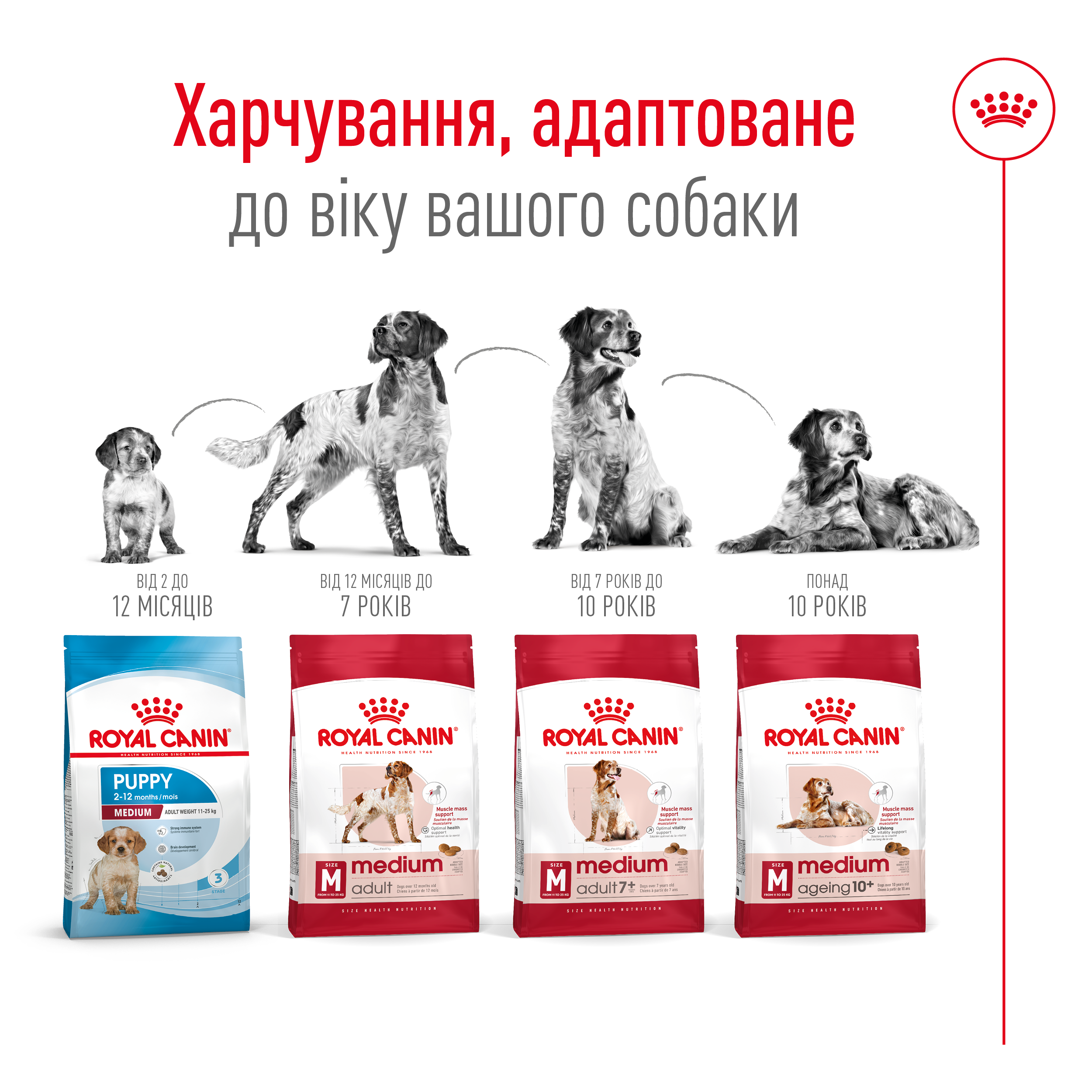 ROYAL CANIN Medium Adult 7+ Сухой корм для собак средних пород старше 7 лет5