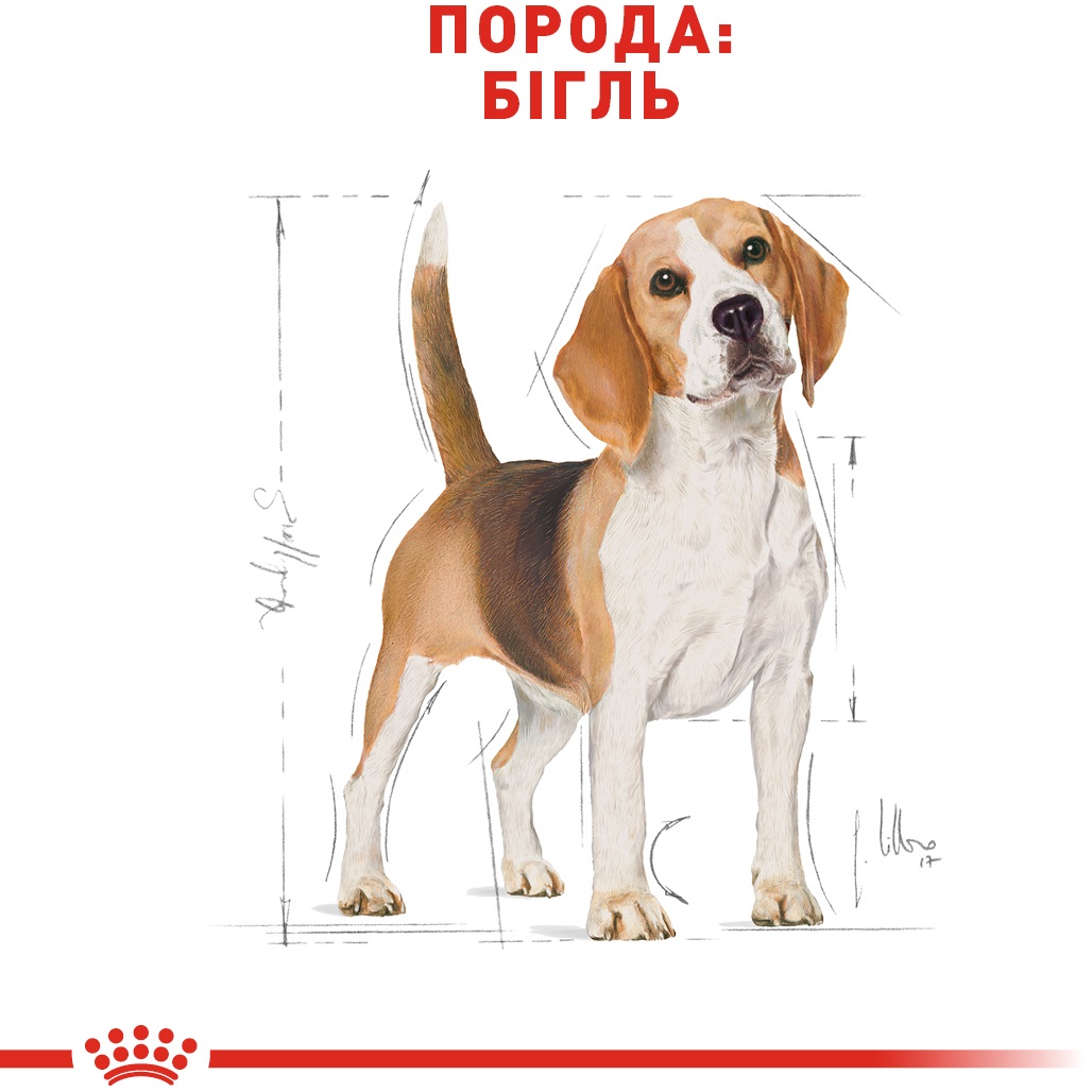 ROYAL CANIN Beagle Adult Сухой корм для взрослых собак породы Бигль1