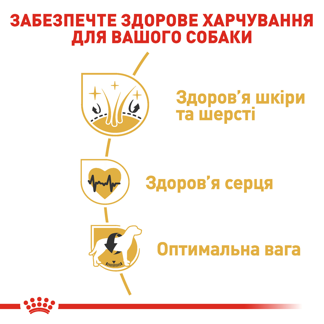 ROYAL CANIN Golden Retriever Adult Сухий корм для дорослих собак породи Золотистий ретривер4