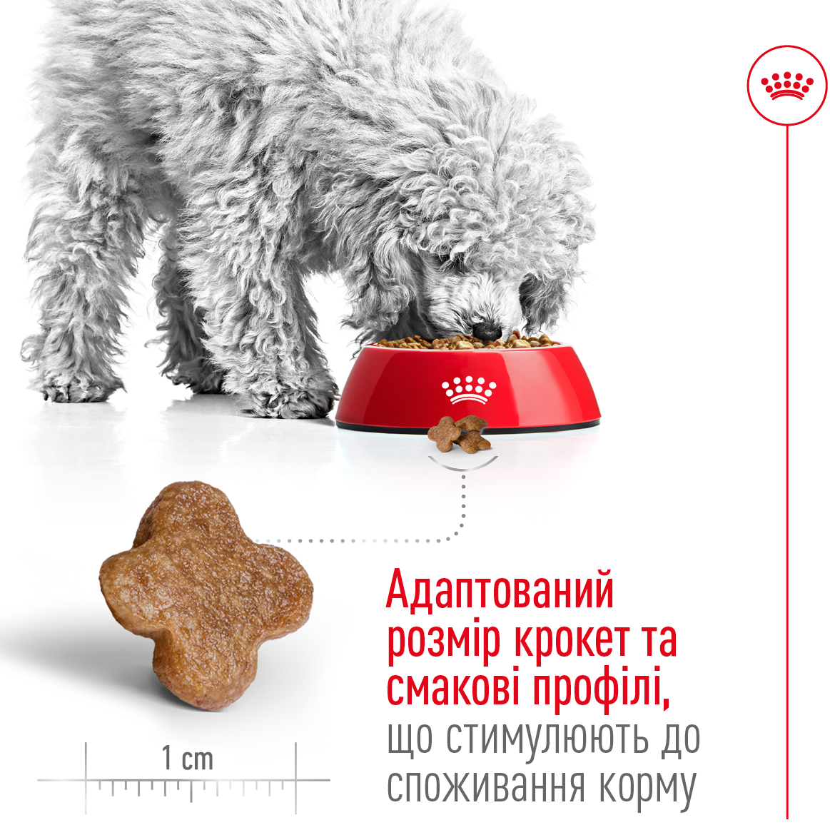 ROYAL CANIN Mini Adult 8+ Сухий корм для собак дрібних порід старше 8 років1