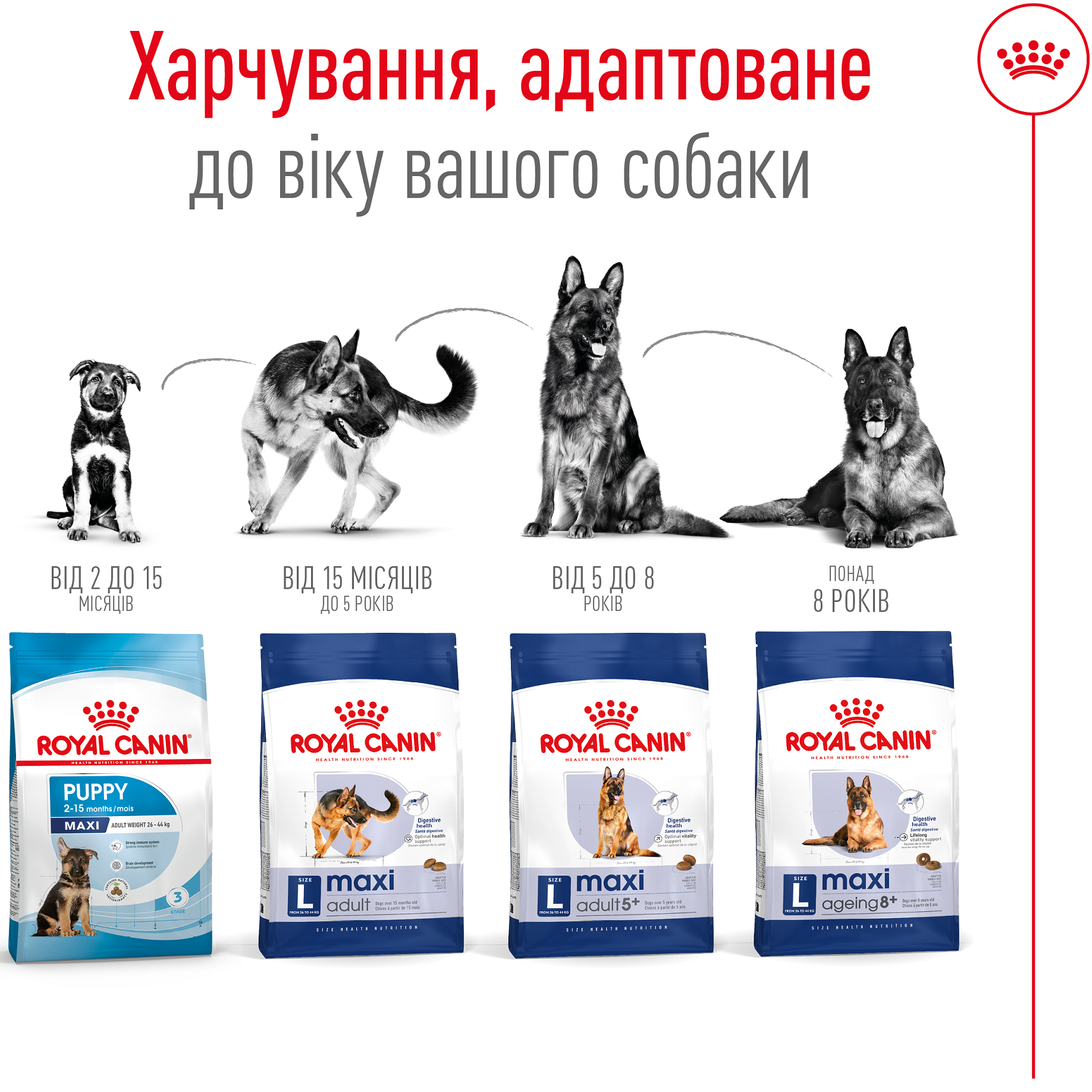 ROYAL CANIN Maxi Adult Сухий корм для дорослих собак великих порід2