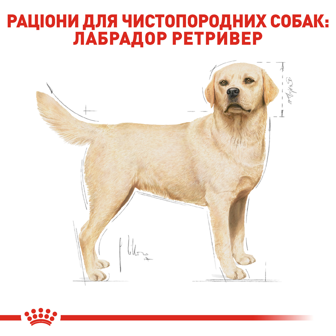 ROYAL CANIN Labrador Retriever Adult Сухой корм для взрослых собак породы Лабрадор-ретривер5