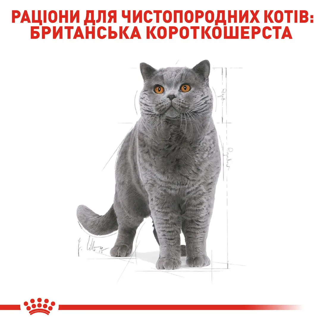 ROYAL CANIN British Shorthair Adult Сухой корм для взрослых кошек породы Британская короткошерстная3