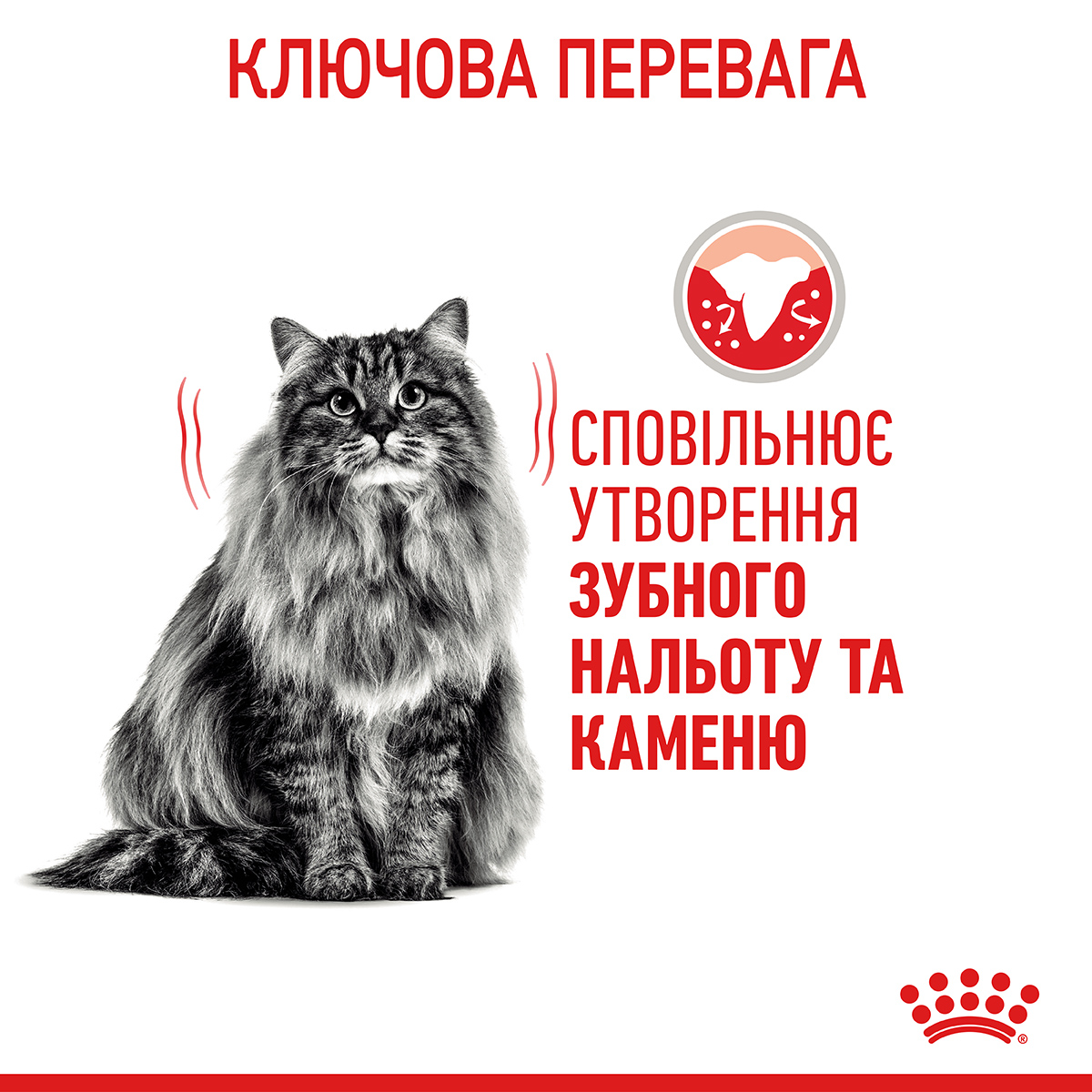 ROYAL CANIN Dental Care Сухий корм для дорослих котів для зменшення утворення зубного нальоту та каменю7