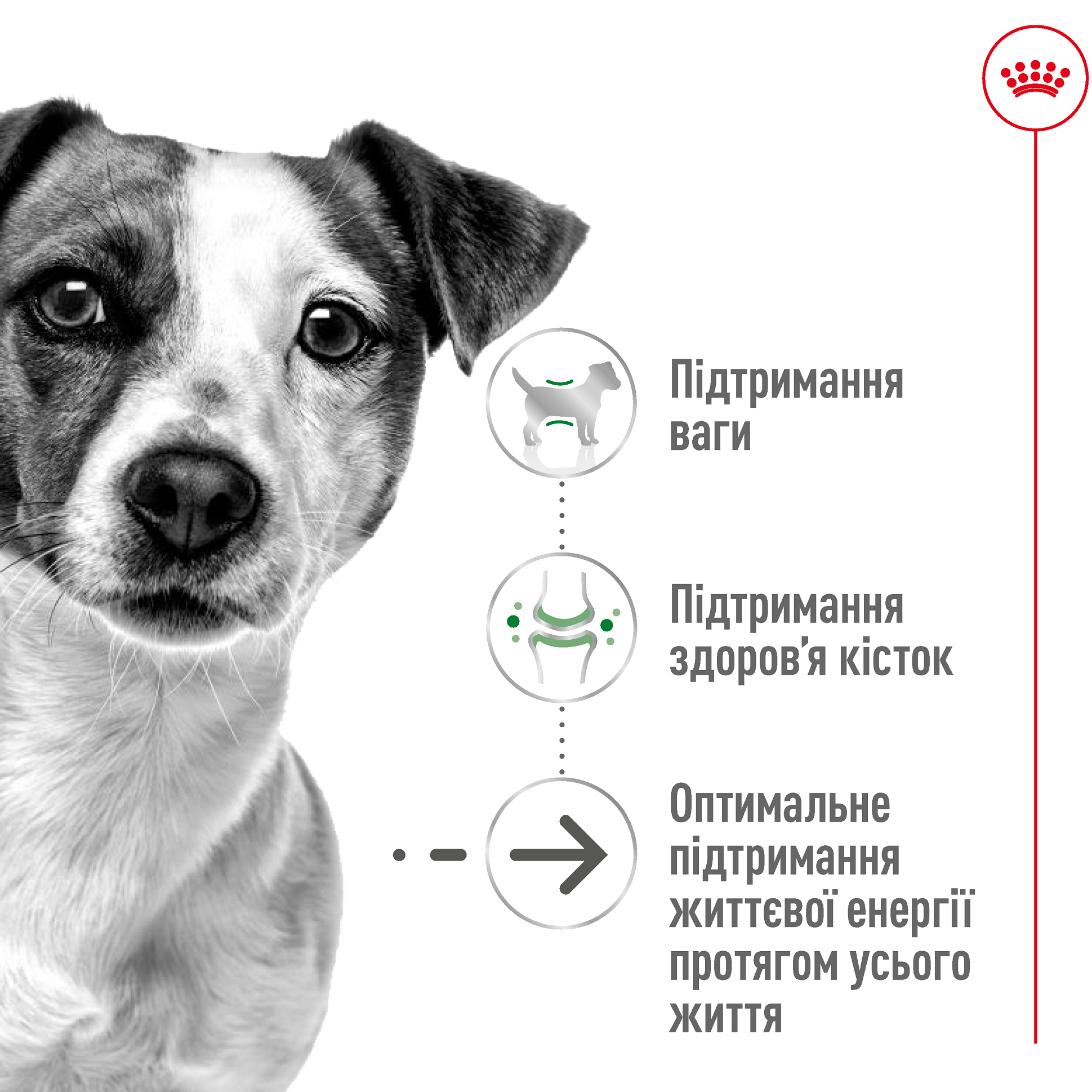 ROYAL CANIN Mini Ageing 12+ Сухий корм для старіючих собак дрібних порід від 12 років1