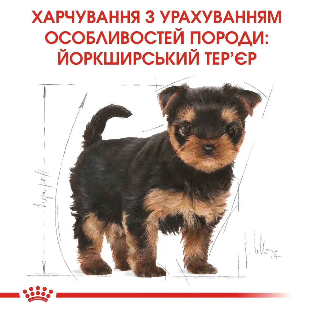 ROYAL CANIN Yorkshire Terrier Puppy Сухой корм для щенков породы Йоркшир-терьер6