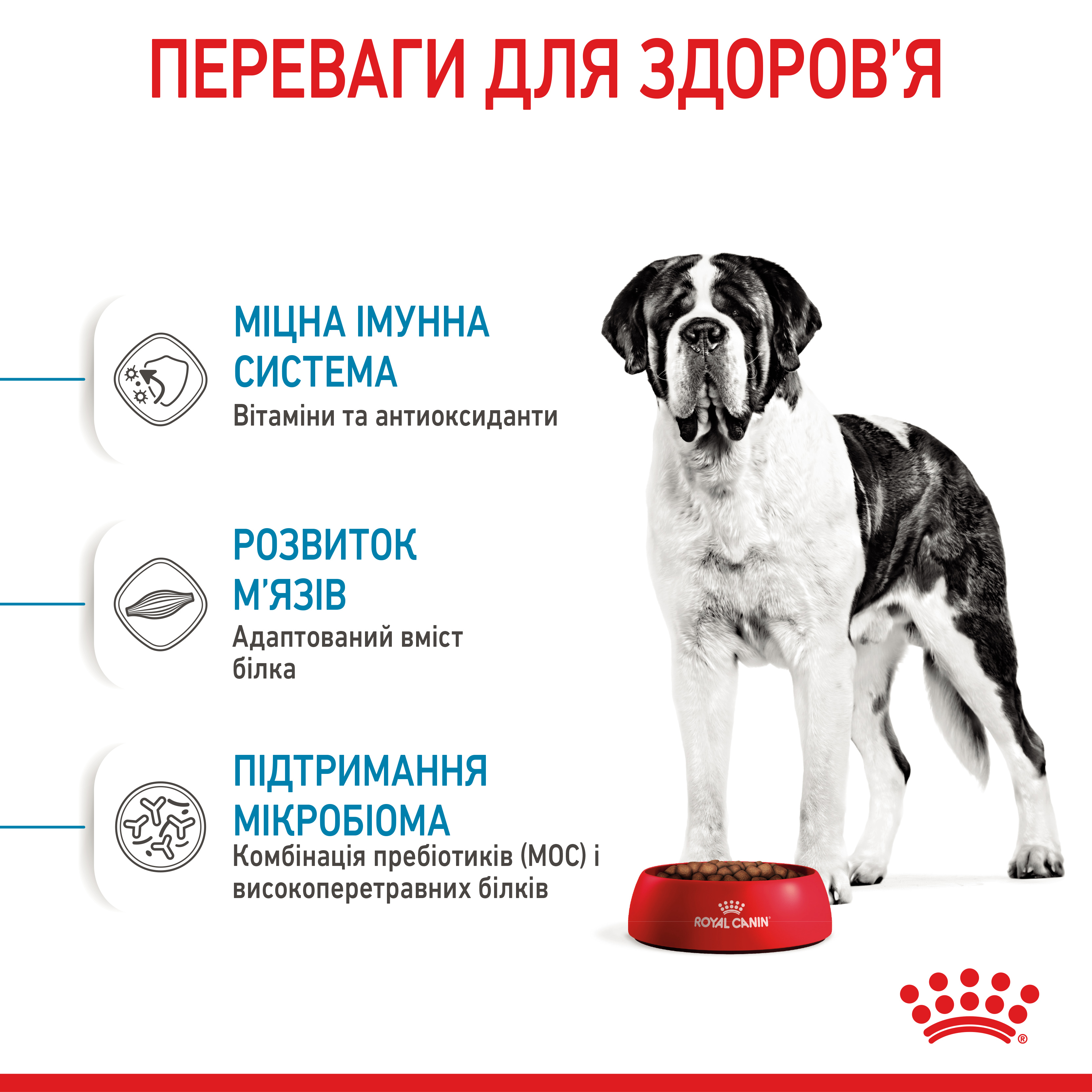 ROYAL CANIN Giant Junior Сухой корм для щенков и молодых собак гигантских пород1