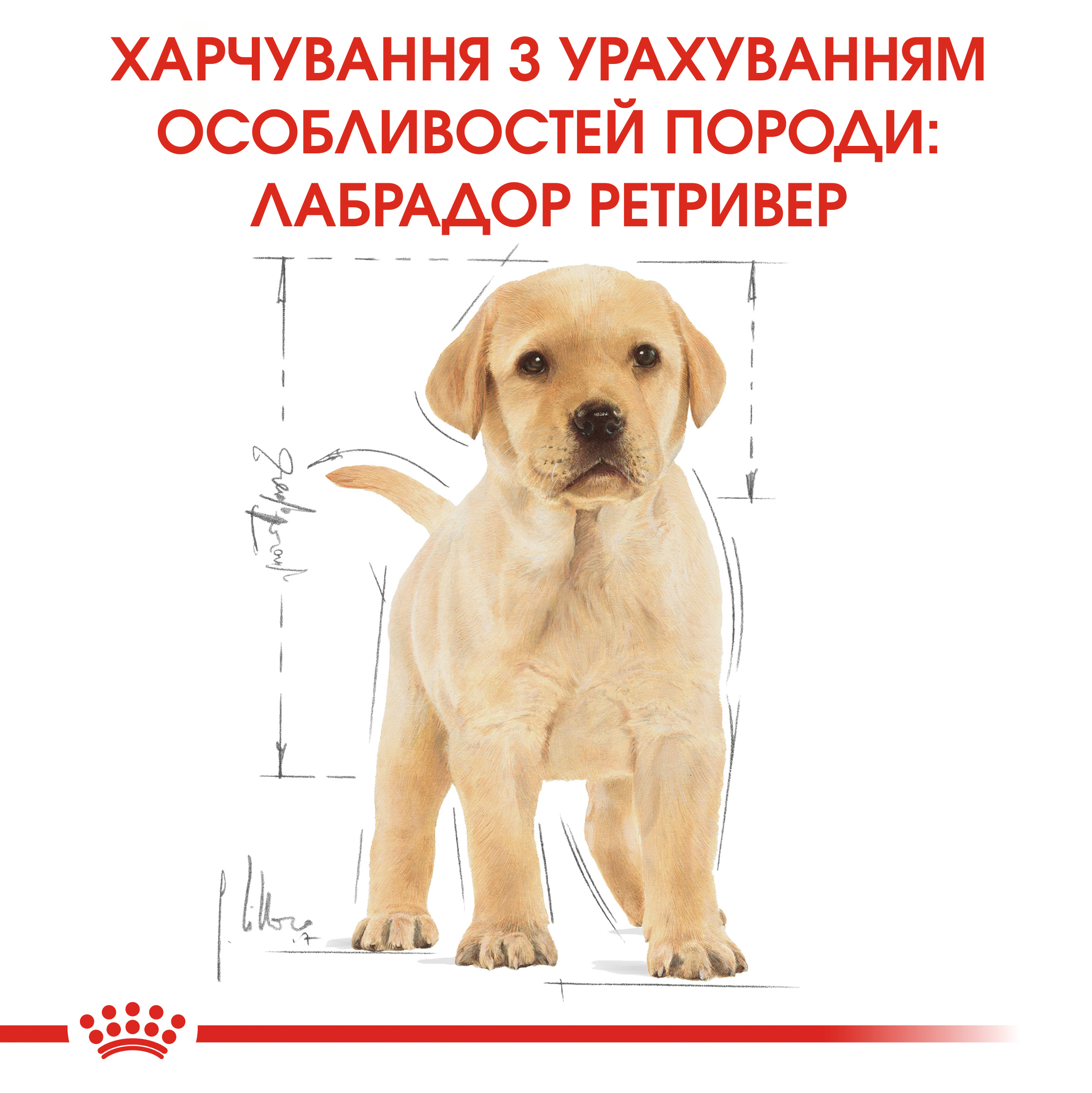 ROYAL CANIN Labrador Retriever Puppy Сухой корм для щенков породы Лабрадор-ретривер5