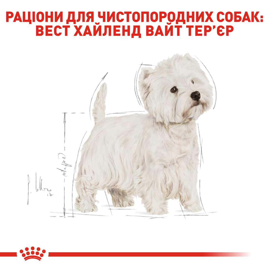 ROYAL CANIN West Highland White Terrier Adult Сухий корм для дорослих собак породи Вест-Хайленд-Уайт-тер'єр6