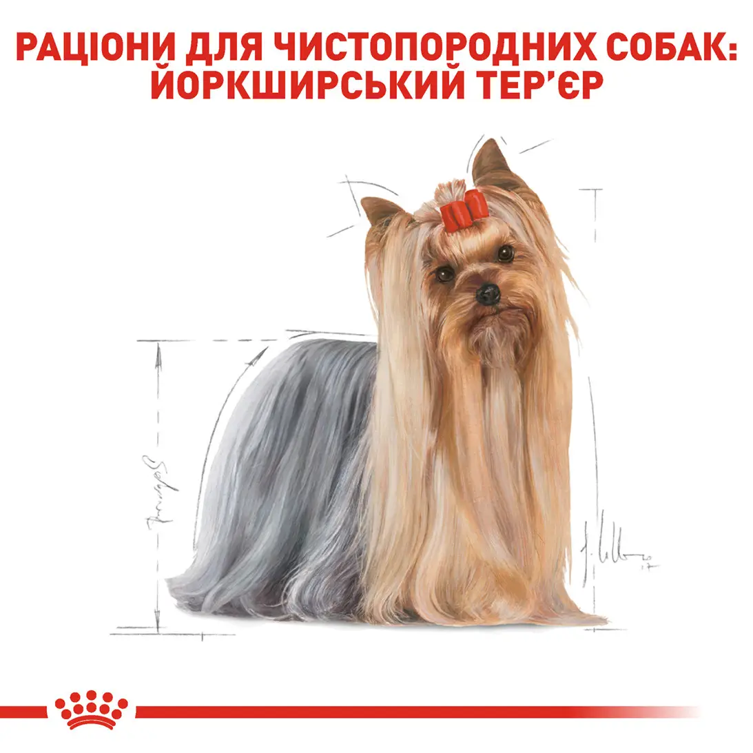 ROYAL CANIN Yorkshire Terrier Adult Влажный корм для взрослых собак породы Йоркширский терьер6