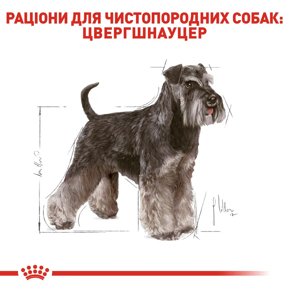 ROYAL CANIN Miniature Schnauzer Adult Сухий корм для дорослих собак породи Цвергшнауцер7