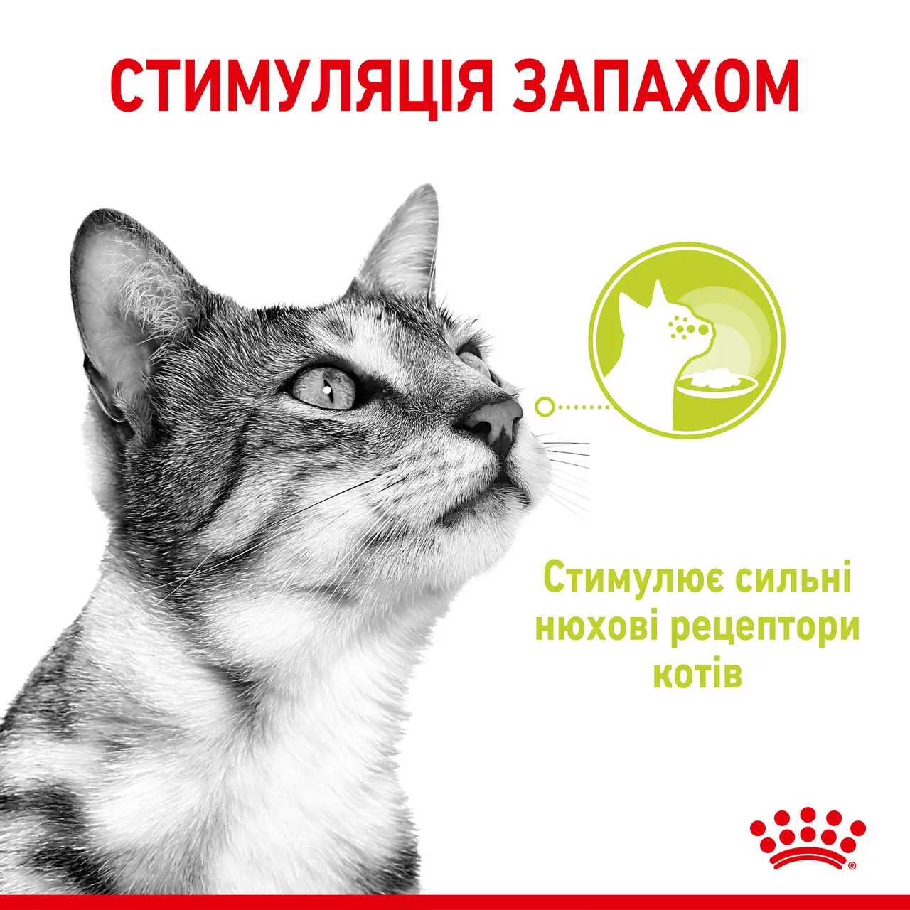 ROYAL CANIN Sensory Smell Jelly Вологий корм для дорослих котів2