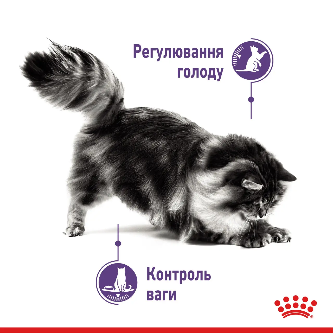 ROYAL CANIN Appetite Control Care Вологий корм для дорослих стерилізованих котів2