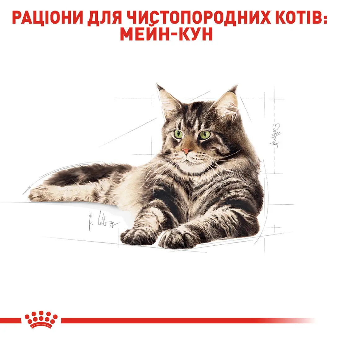 ROYAL CANIN Maine Coon Adult Сухой корм для взрослых котов породы Мейн-кун2