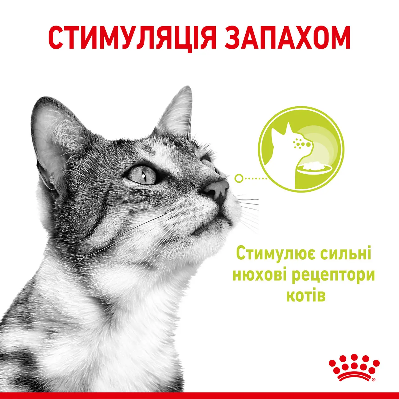 ROYAL CANIN Sensory Smell Gravy Вологий корм для дорослих котів стимулює нюхові рецептори6