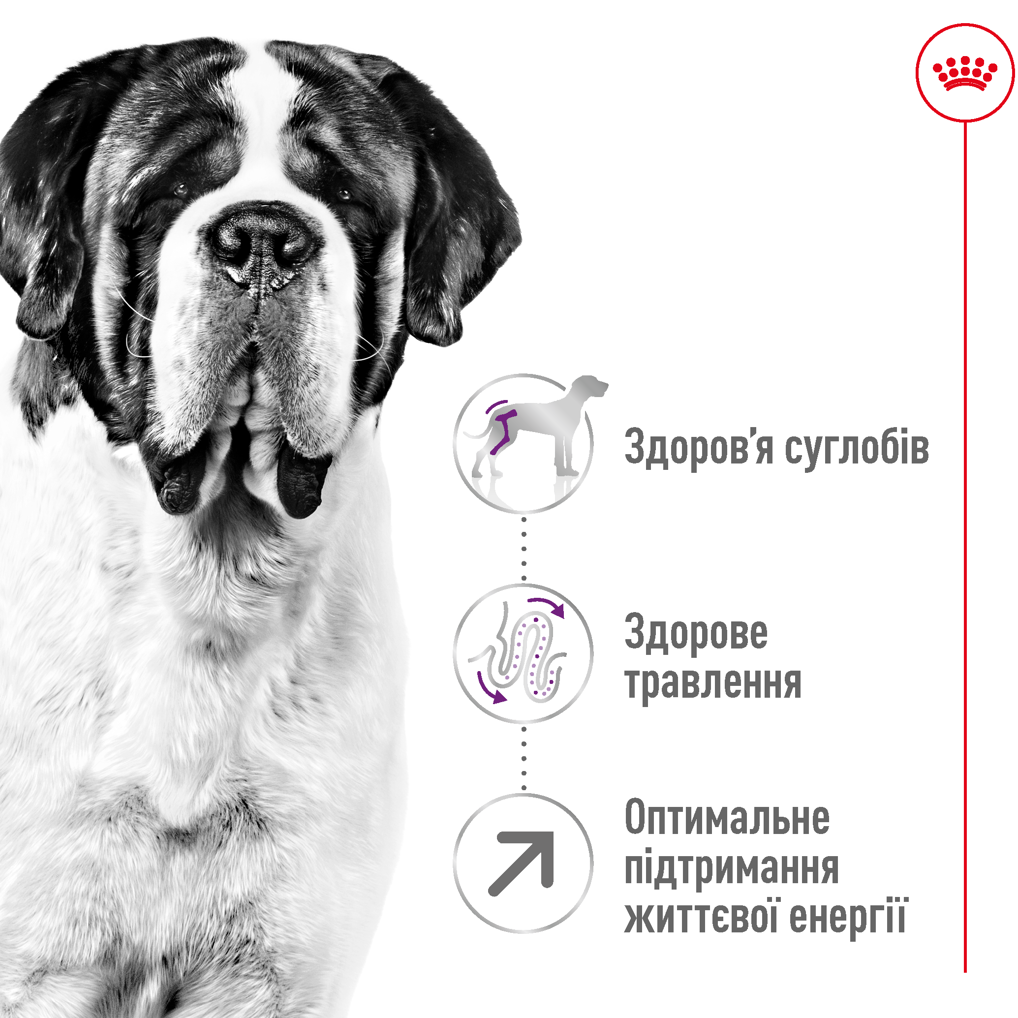 ROYAL CANIN Giant Adult Сухий корм для дорослих собак гігантських порід2