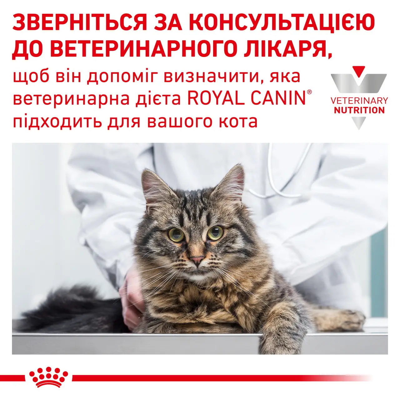 ROYAL CANIN Calm Feline Сухой корм для взрослых котов4