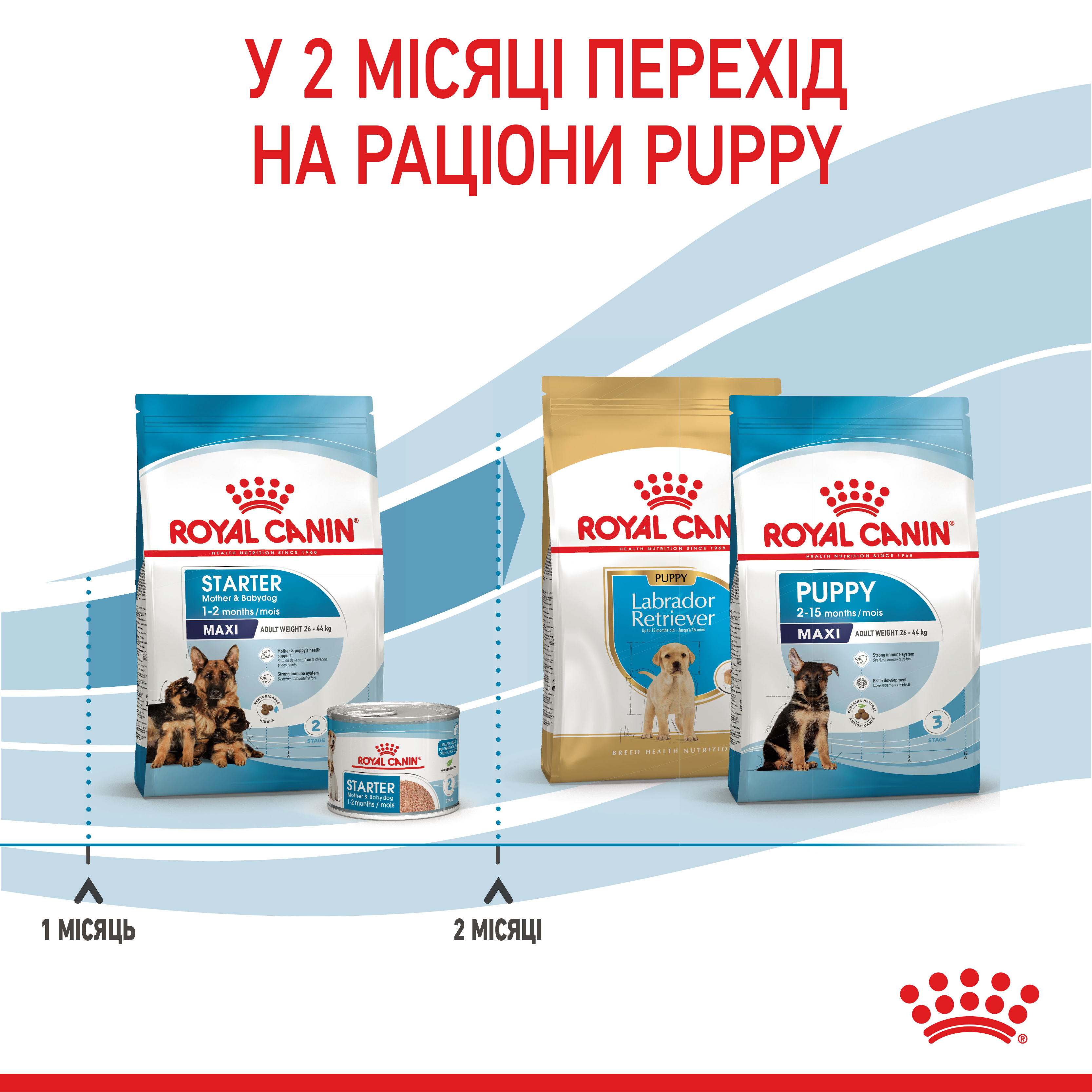 ROYAL CANIN Maxi Starter Сухий корм для годуючих собак великих порід8