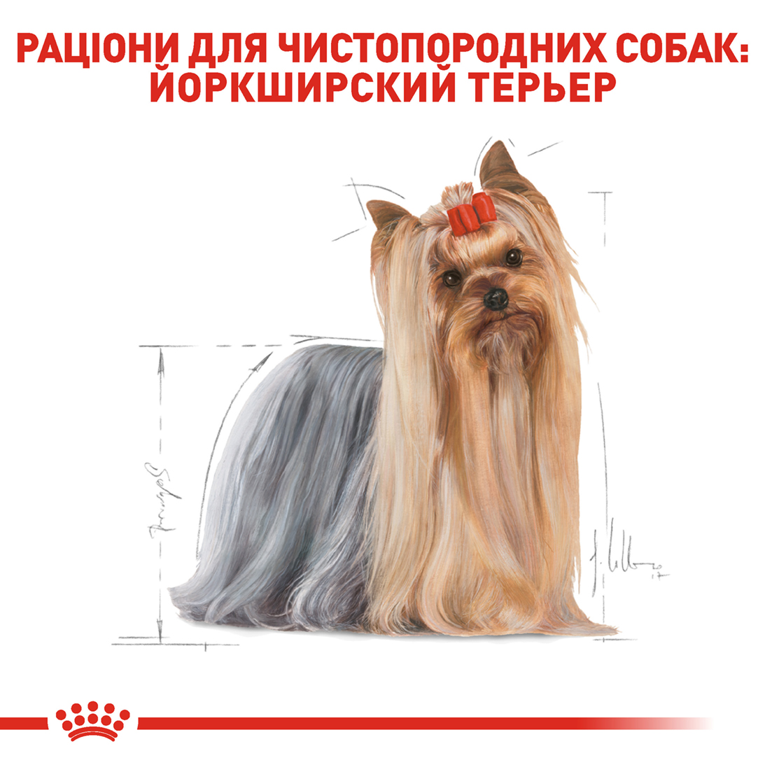 ROYAL CANIN Yorkshire Terrier Adult Сухий корм для дорослих собак породи Йоркширський-тер'єр6