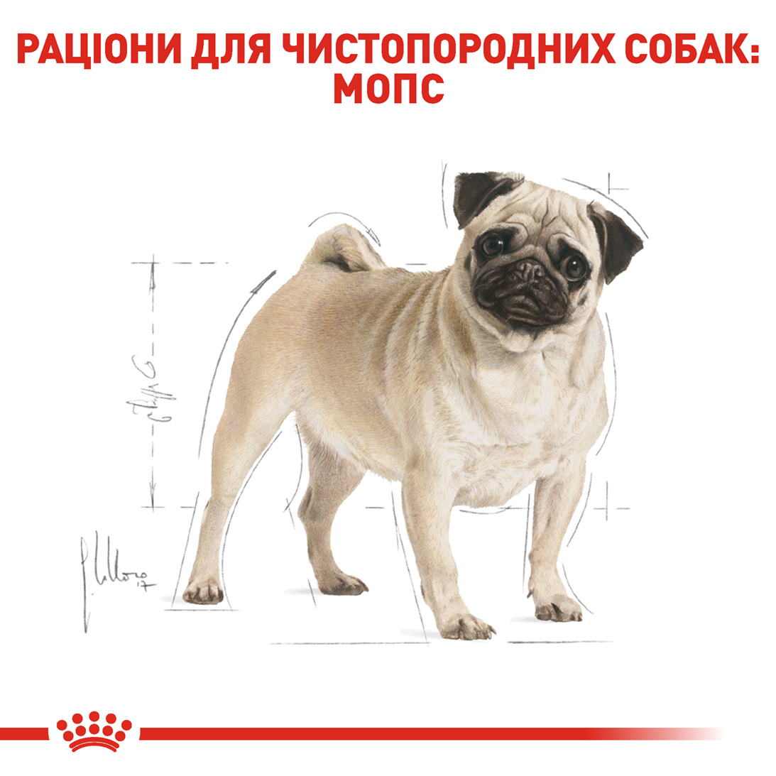 ROYAL CANIN Pug Adult Сухой корм для взрослых собак породы Мопc5