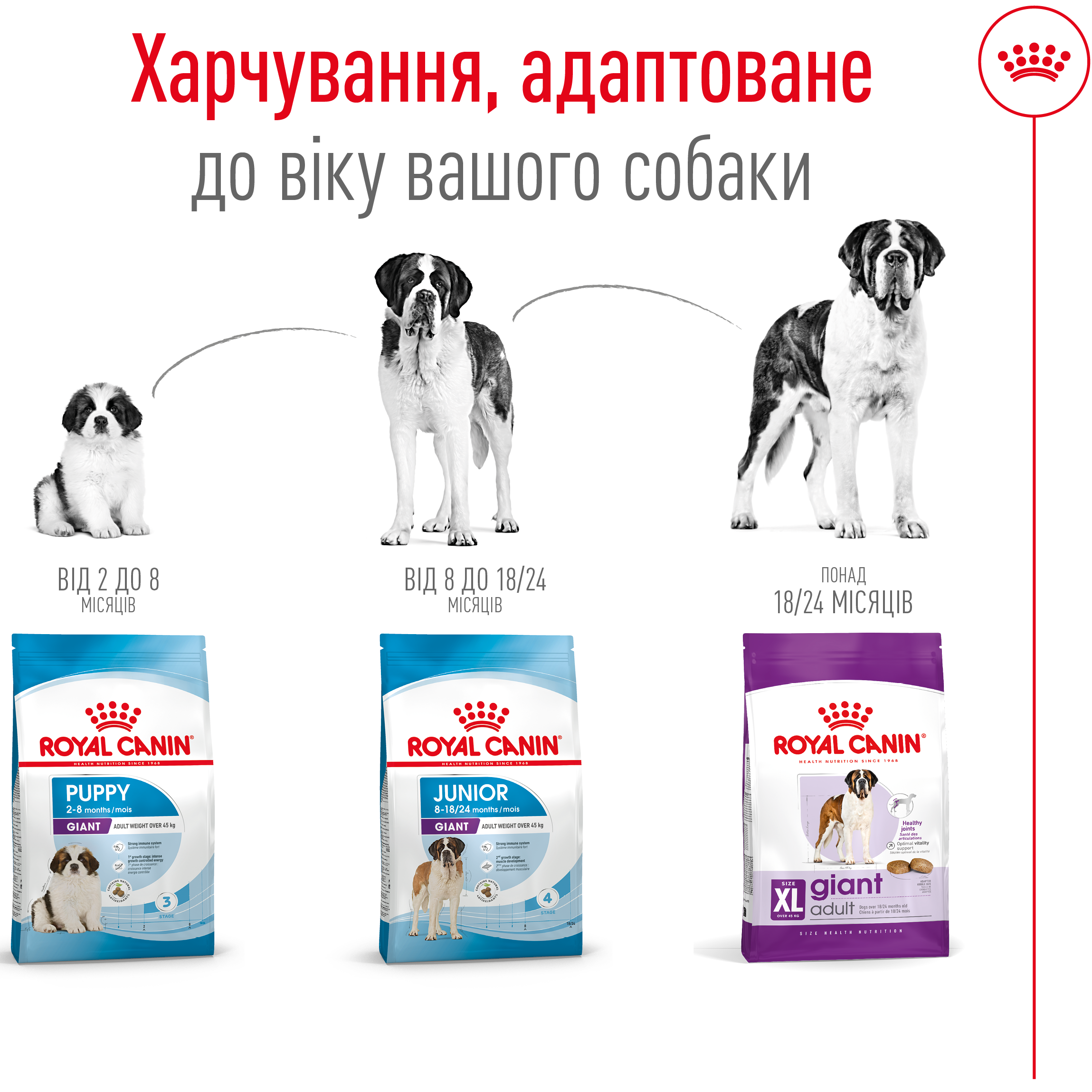 ROYAL CANIN Giant Adult Сухий корм для дорослих собак гігантських порід4