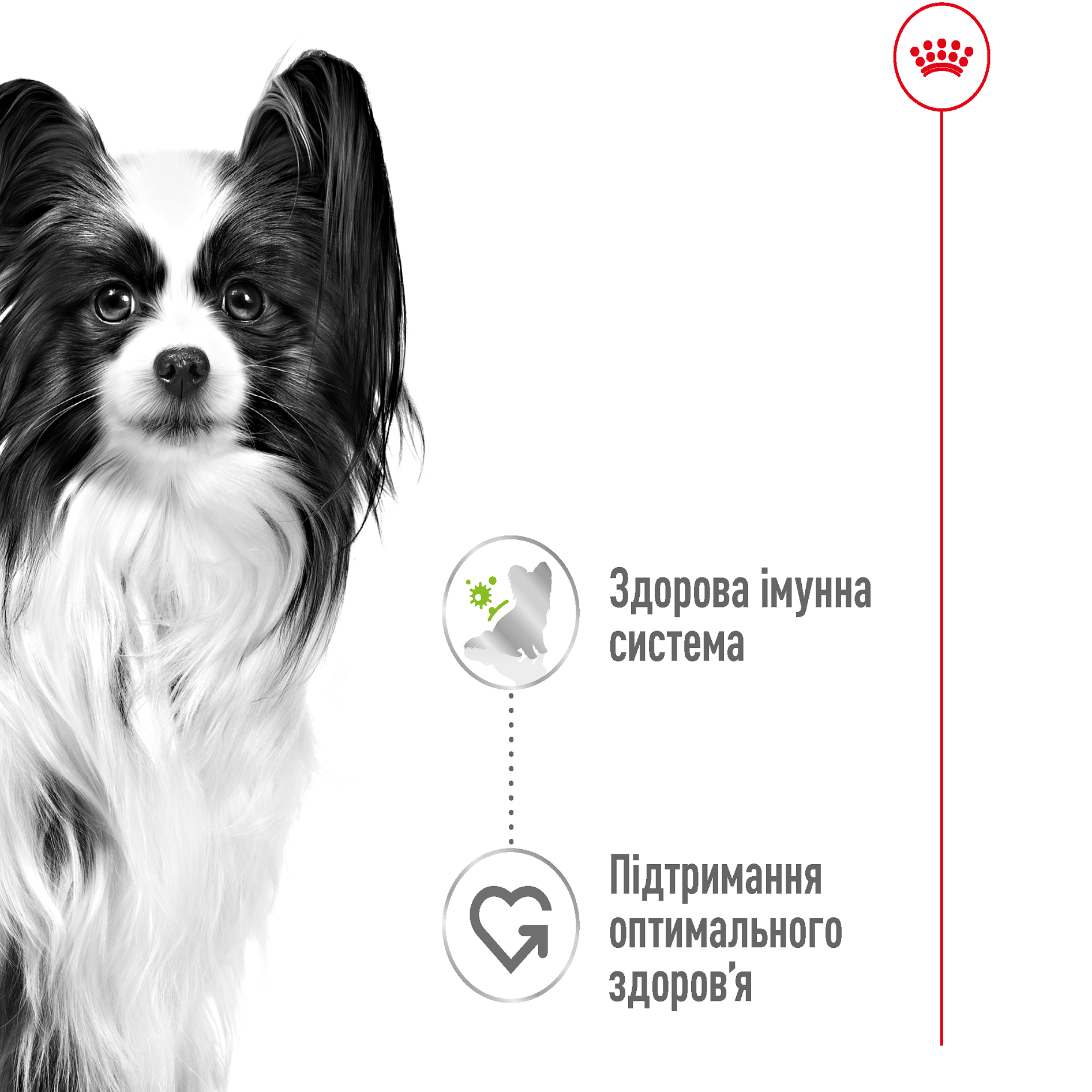 ROYAL CANIN X-Small Adult Влажный корм для взрослых собак миниатюрных пород2