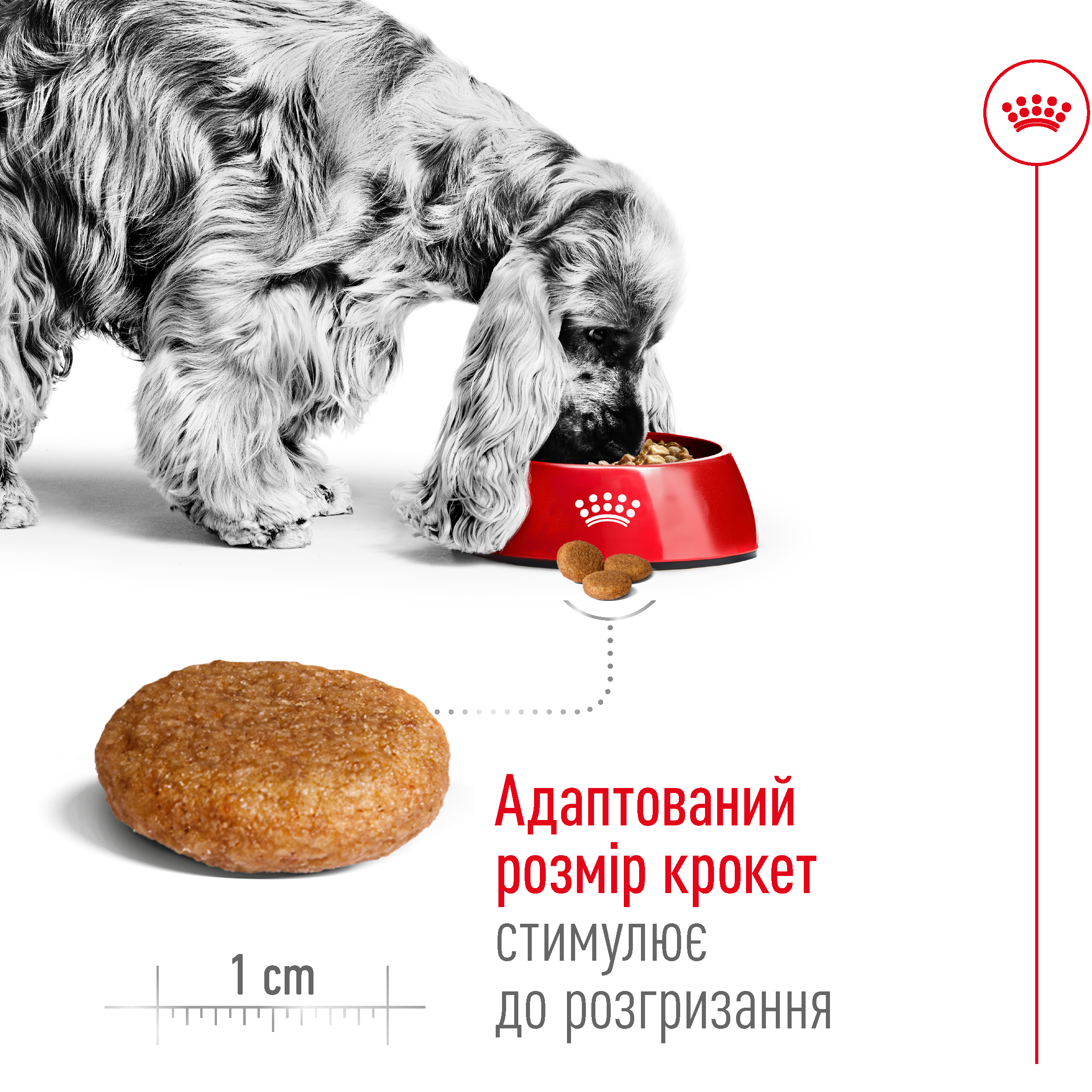 ROYAL CANIN Medium Adult Сухой корм для взрослых собак средних пород1