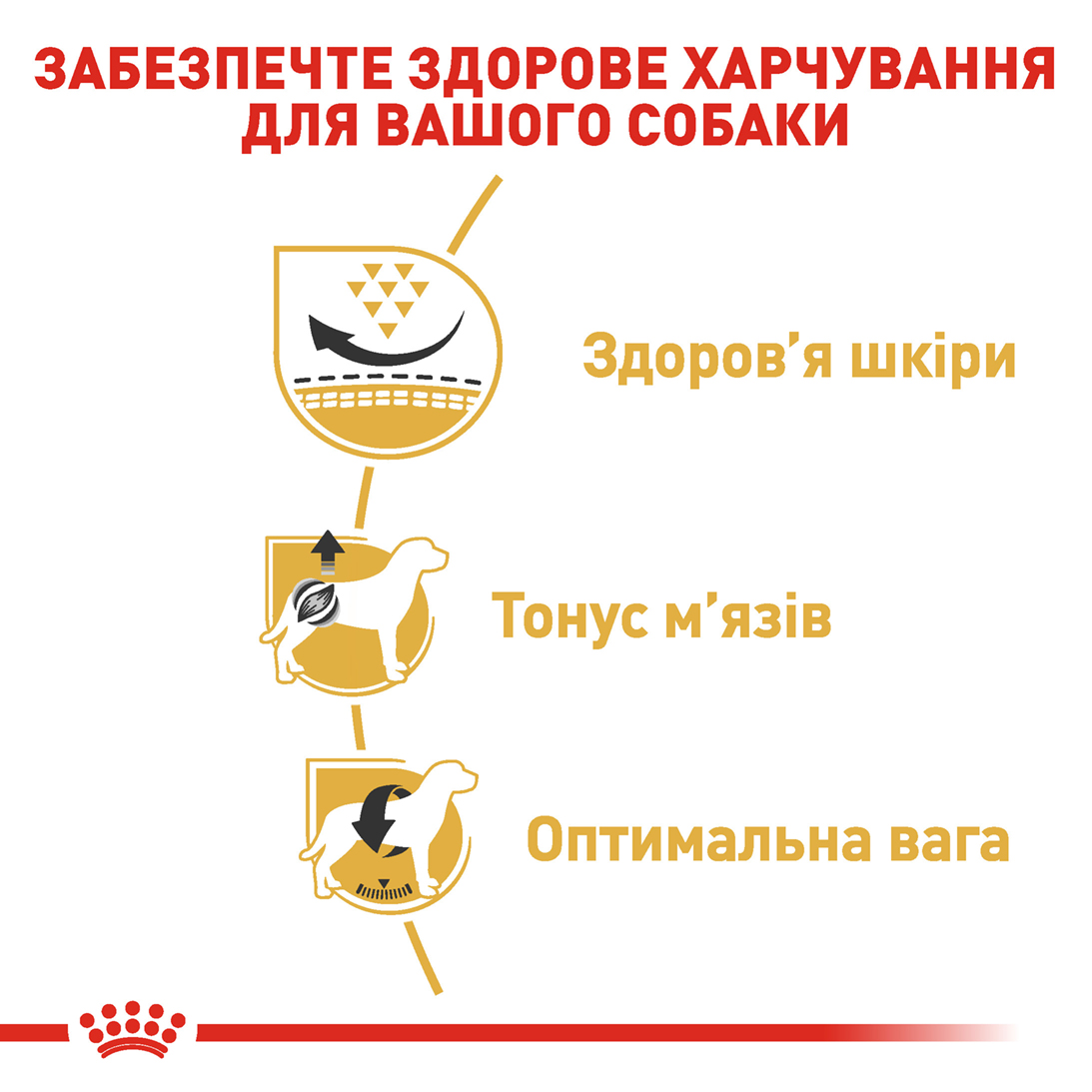 ROYAL CANIN Pug Adult Сухий корм для дорослих собак породи Мопc3